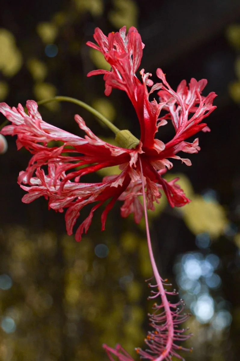 Spider hibiscus