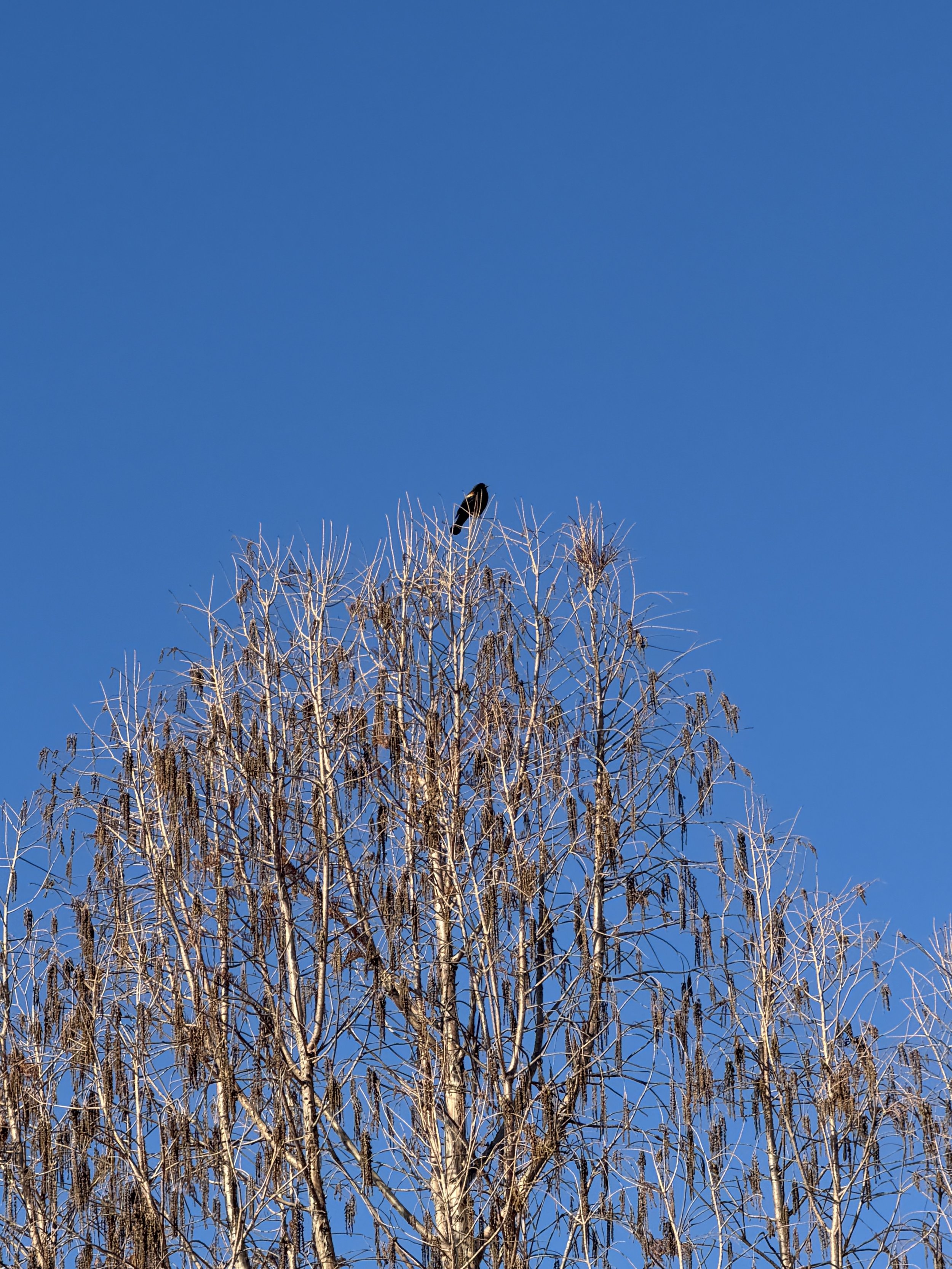 Some Birds Aren’t Nice