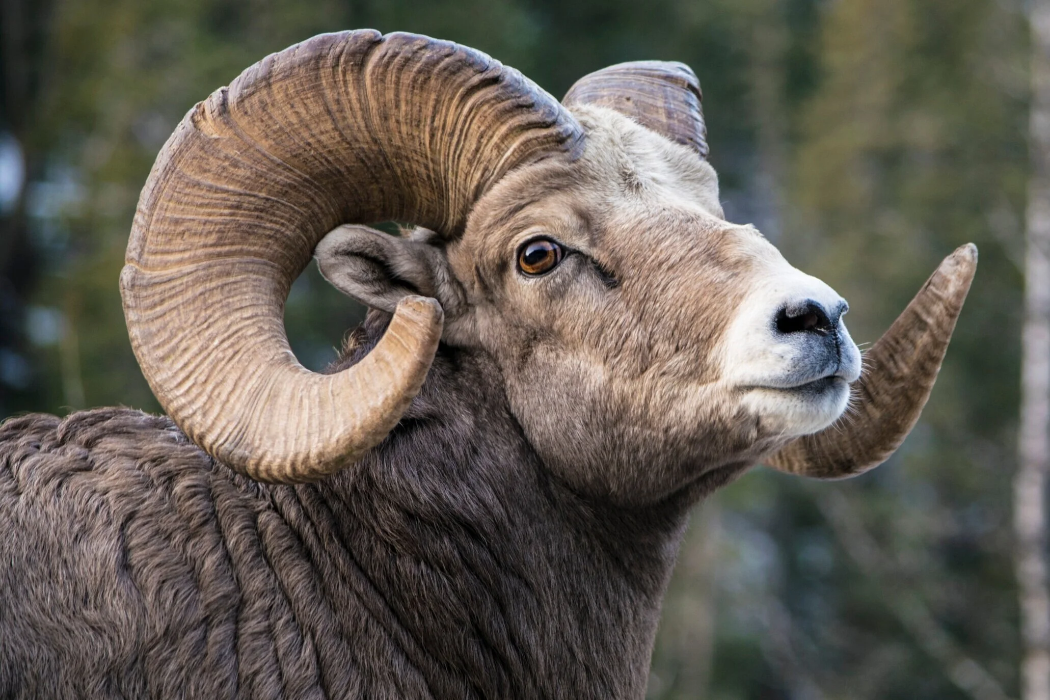 Wildlife Photography. A Rocky Mountain Big Horn Sheep. Impressive weaponry on this guy.  