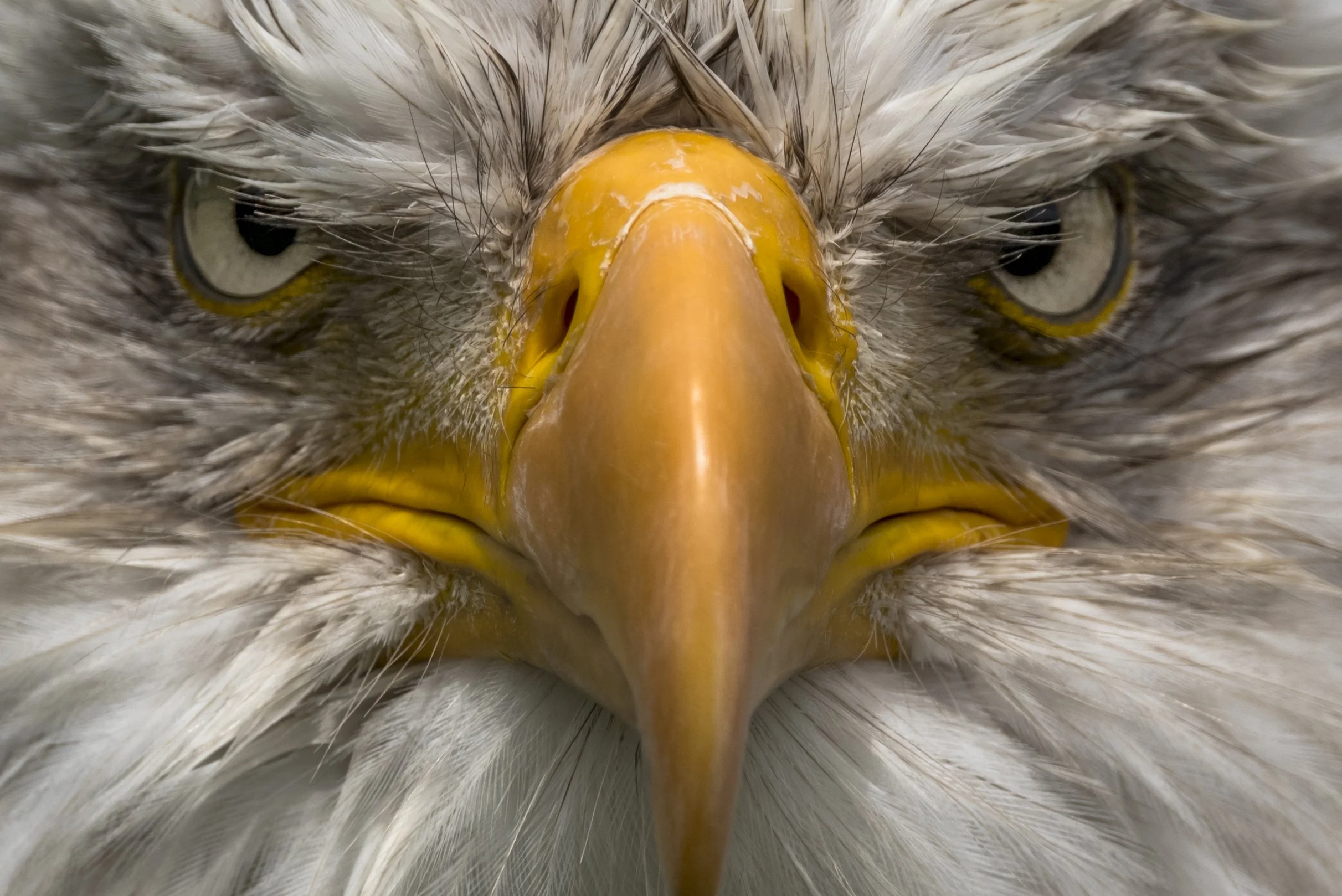 Bald Eagle stare. This was photographed in Southern Alberta and is one of my award winning photos 