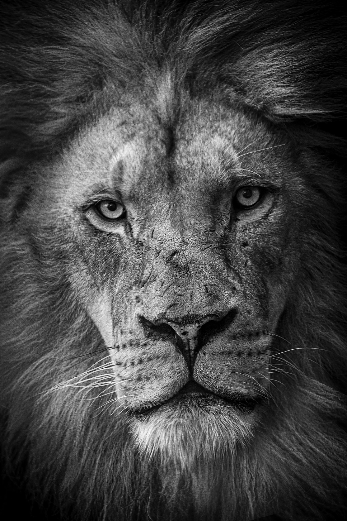 Up close with a Lion