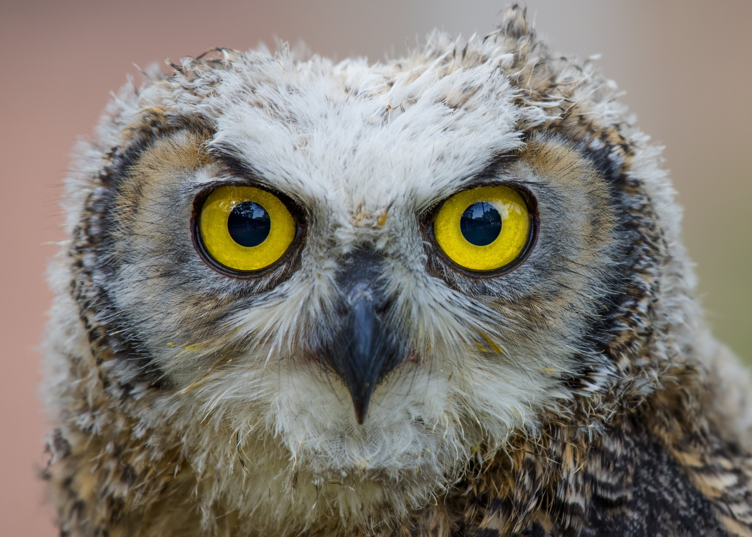 Wildlife Photography. The piercing gaze of an Owlet.   