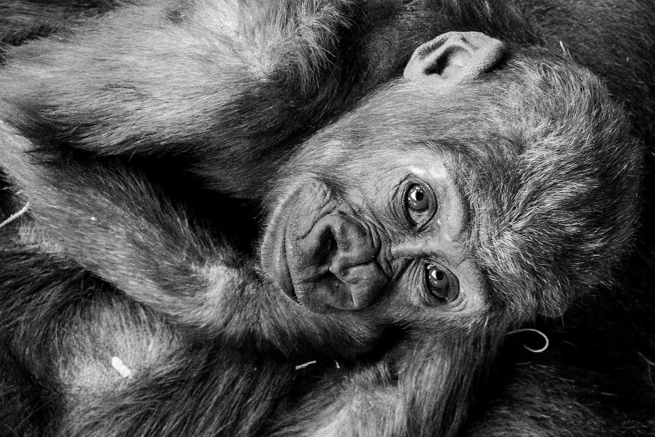 Baby Gorilla 