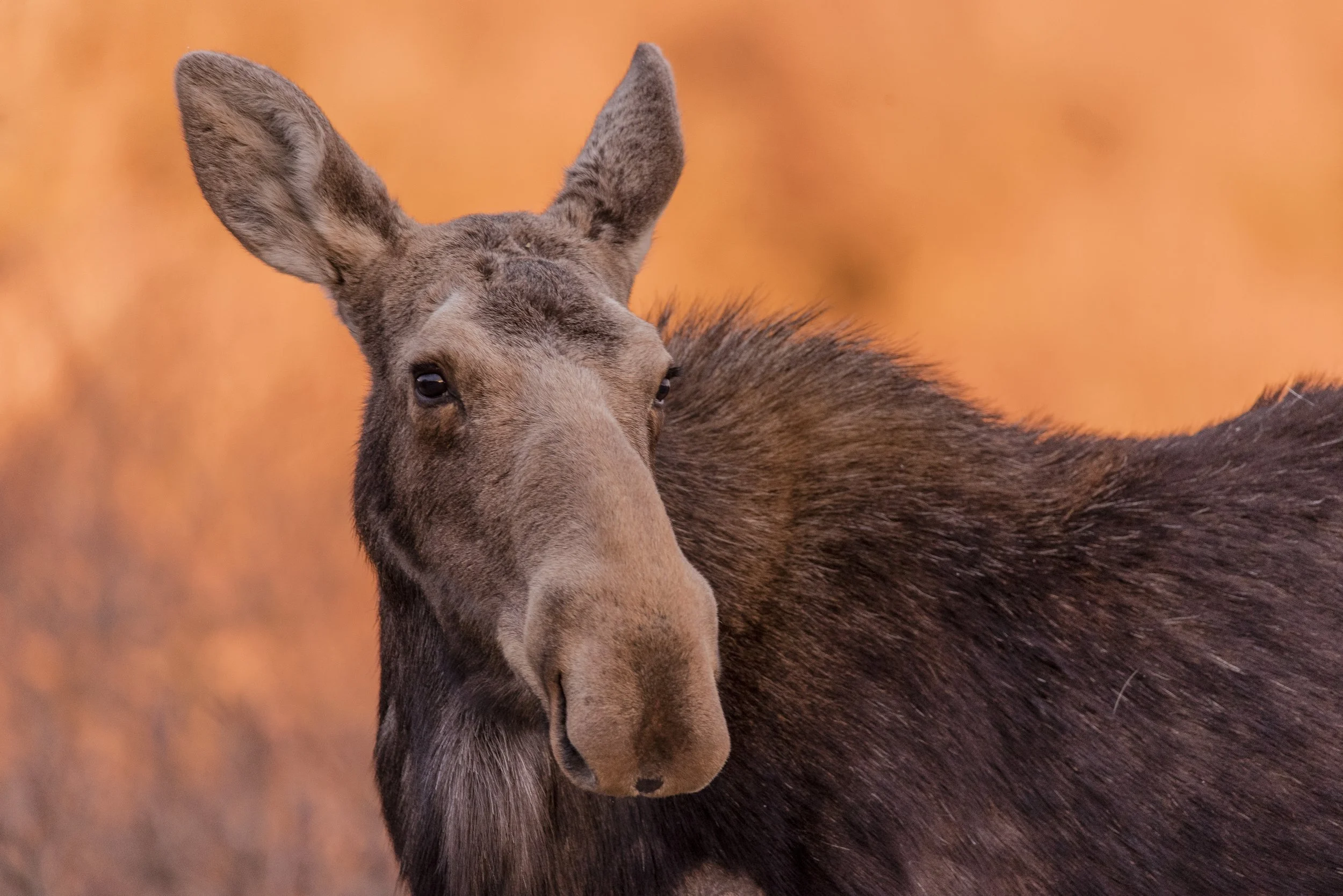 Early morning encounter with a Moose. What you can't tell from a photo is, Moose are HUGE. Forget Bears and Cougars, Moose are Canada's deadliest animal.  