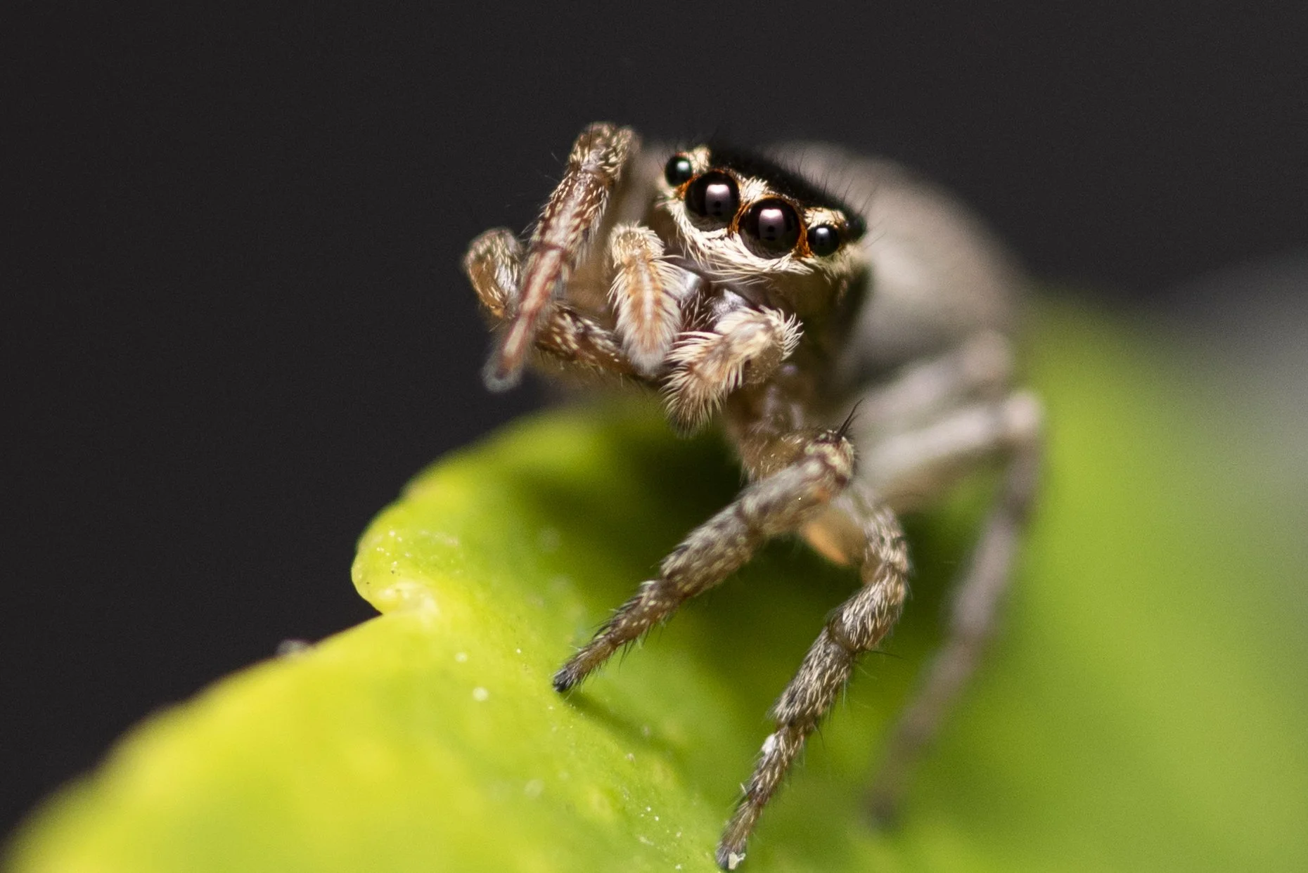Macro Jumping Spider