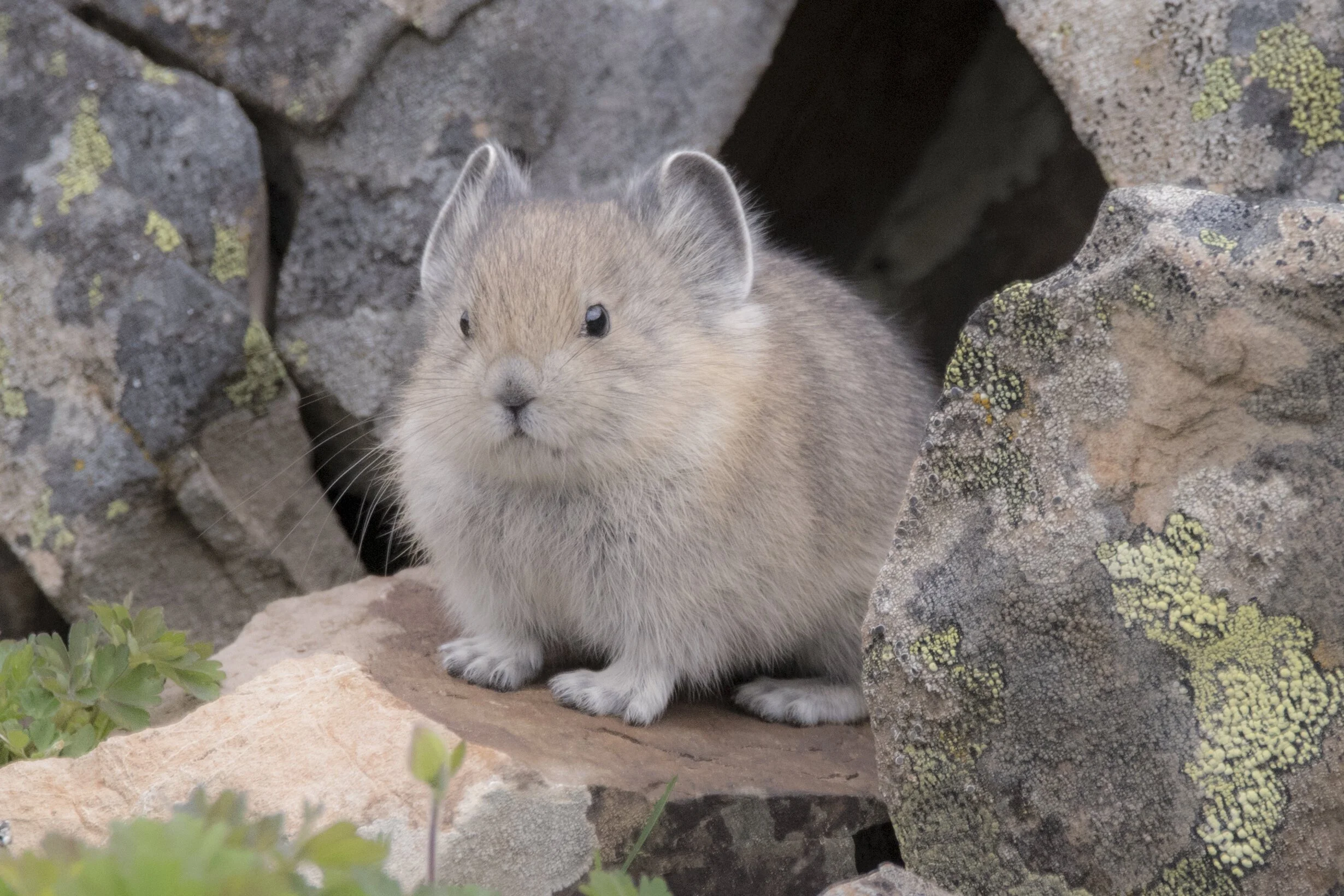This adorable little creature is a Pika. A relative of Rabbits, just much smaller. Full grown, they would fit in the palm of your hand easily. 