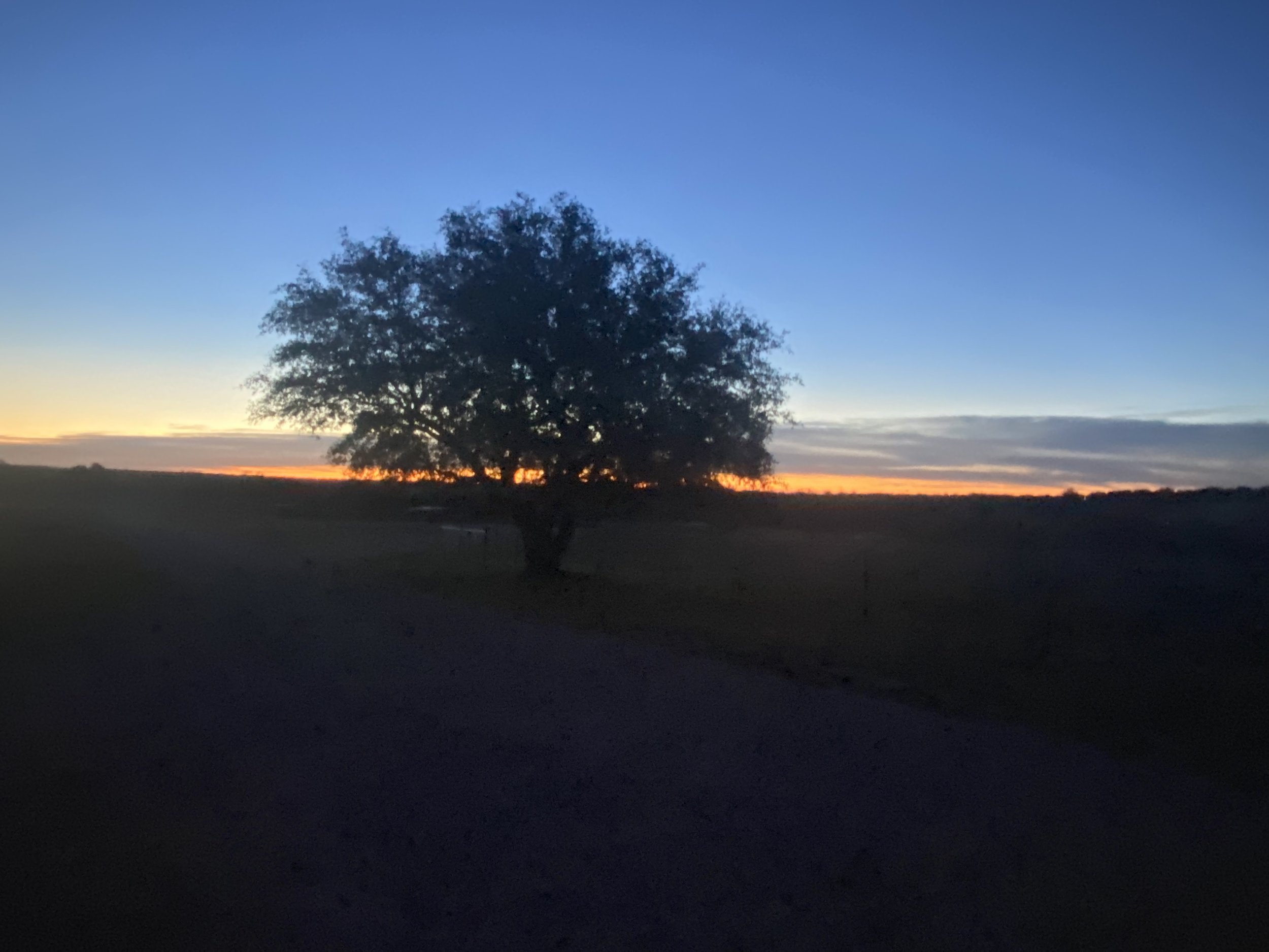 IMG_9831.jpeg