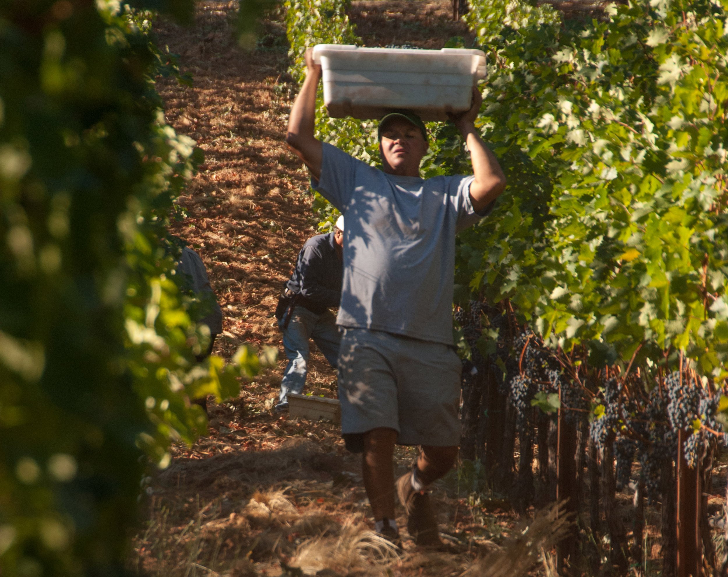 Vineyard worker carrying a container of picked grapes