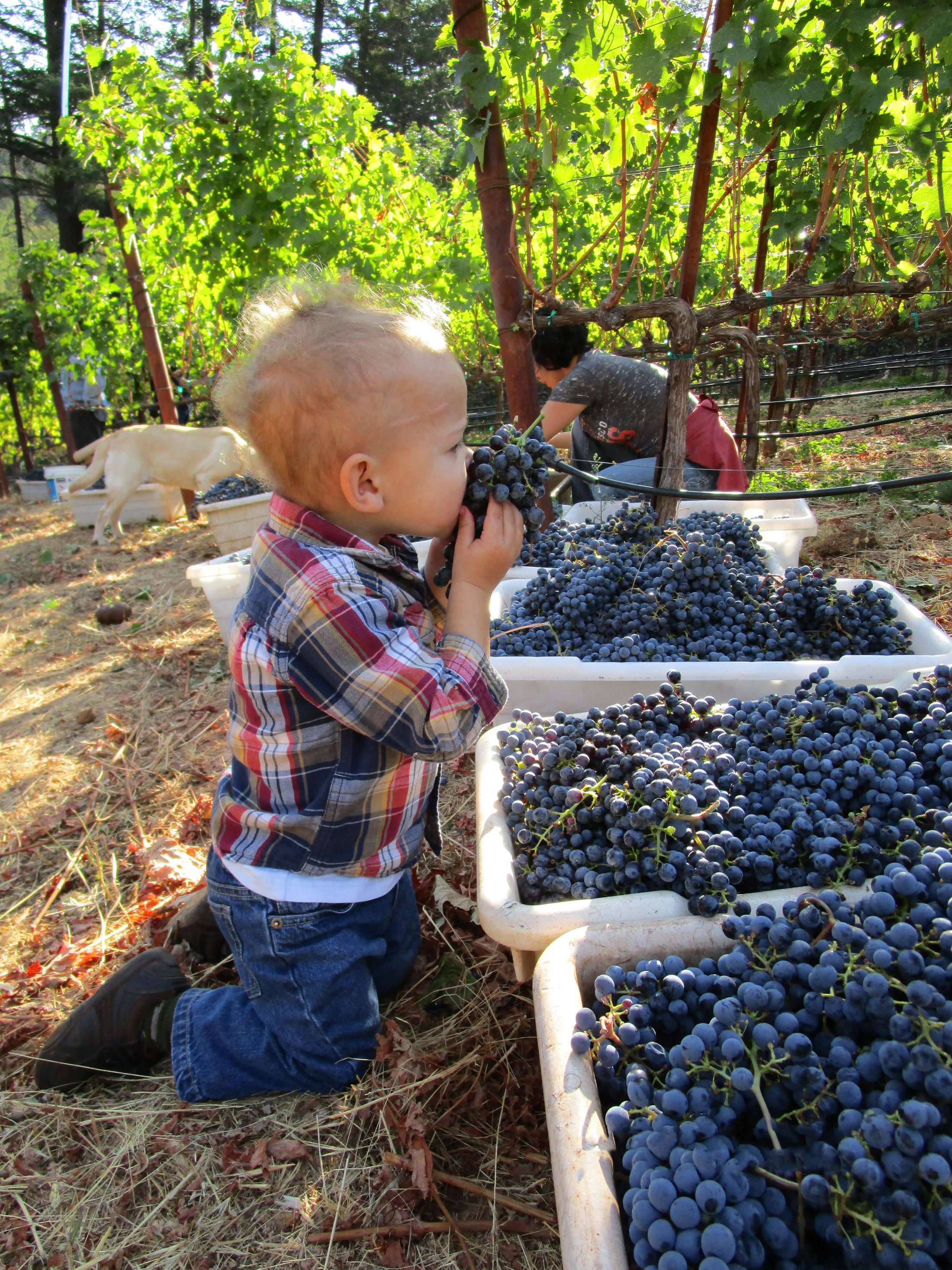 Small child smelling wine grapes