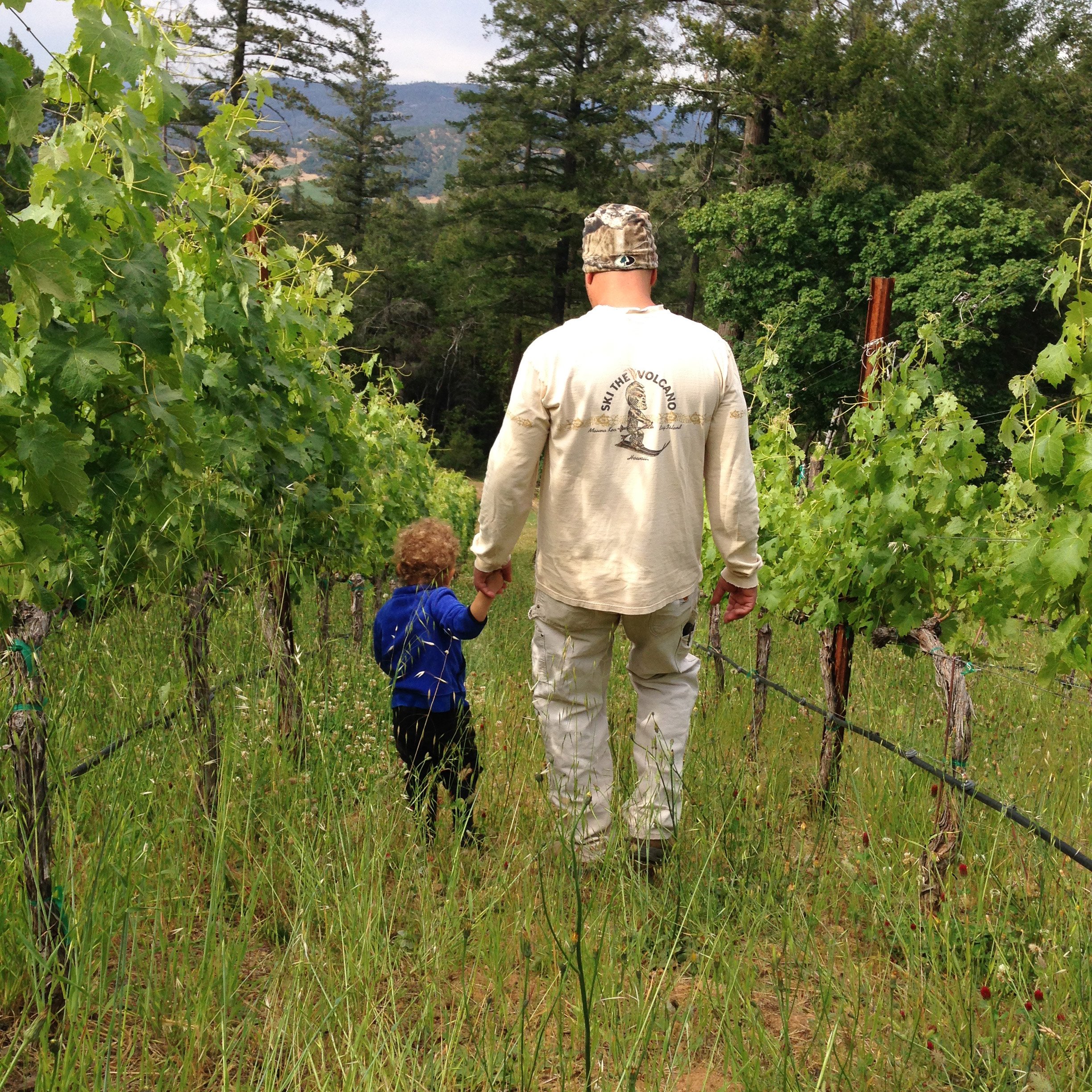 Man and little boy walking hand in hand through the vineyard
