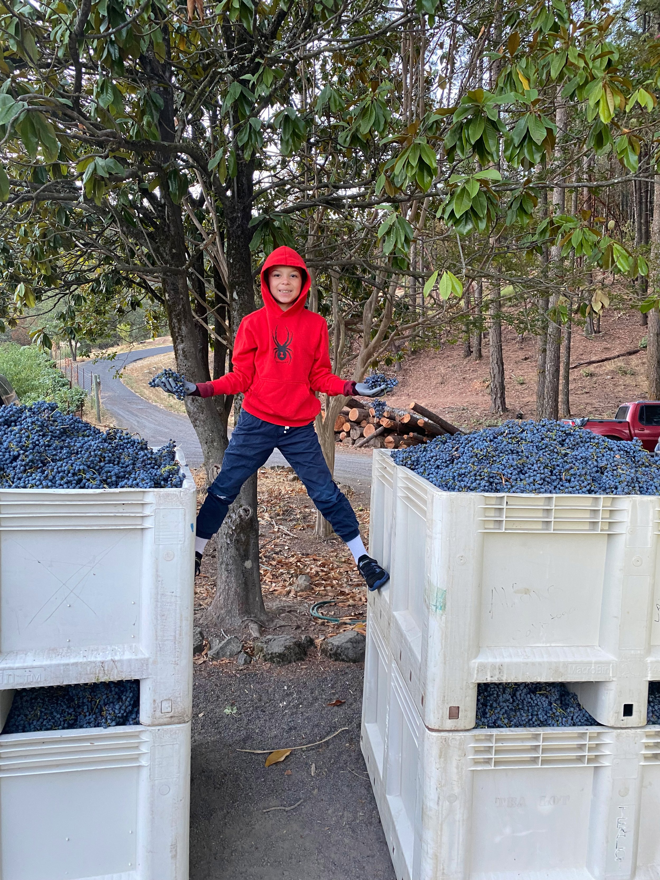 Child standing between two large grape containers