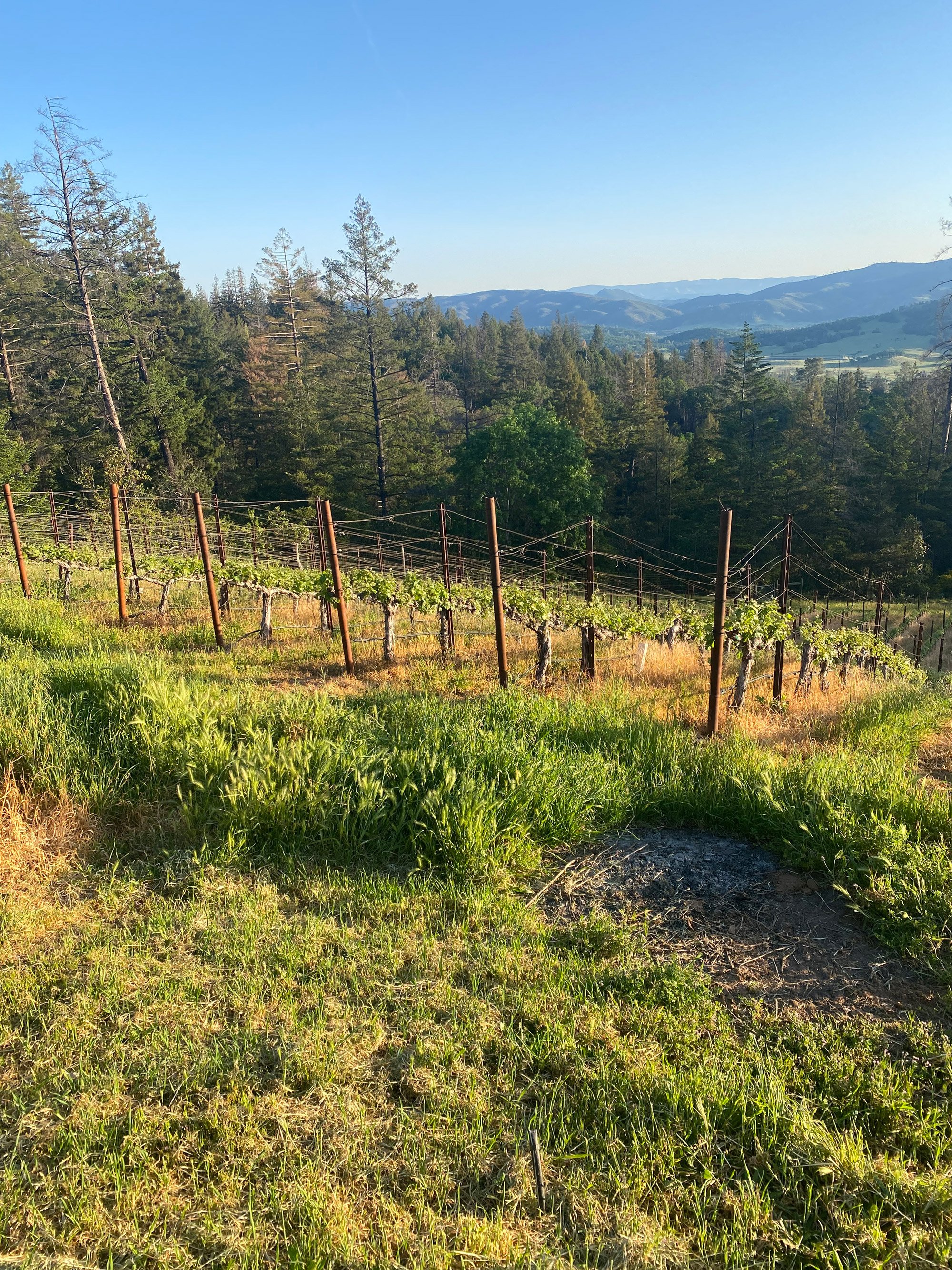 Best wine in Howell Mountain, California, Bjorn Vineyards