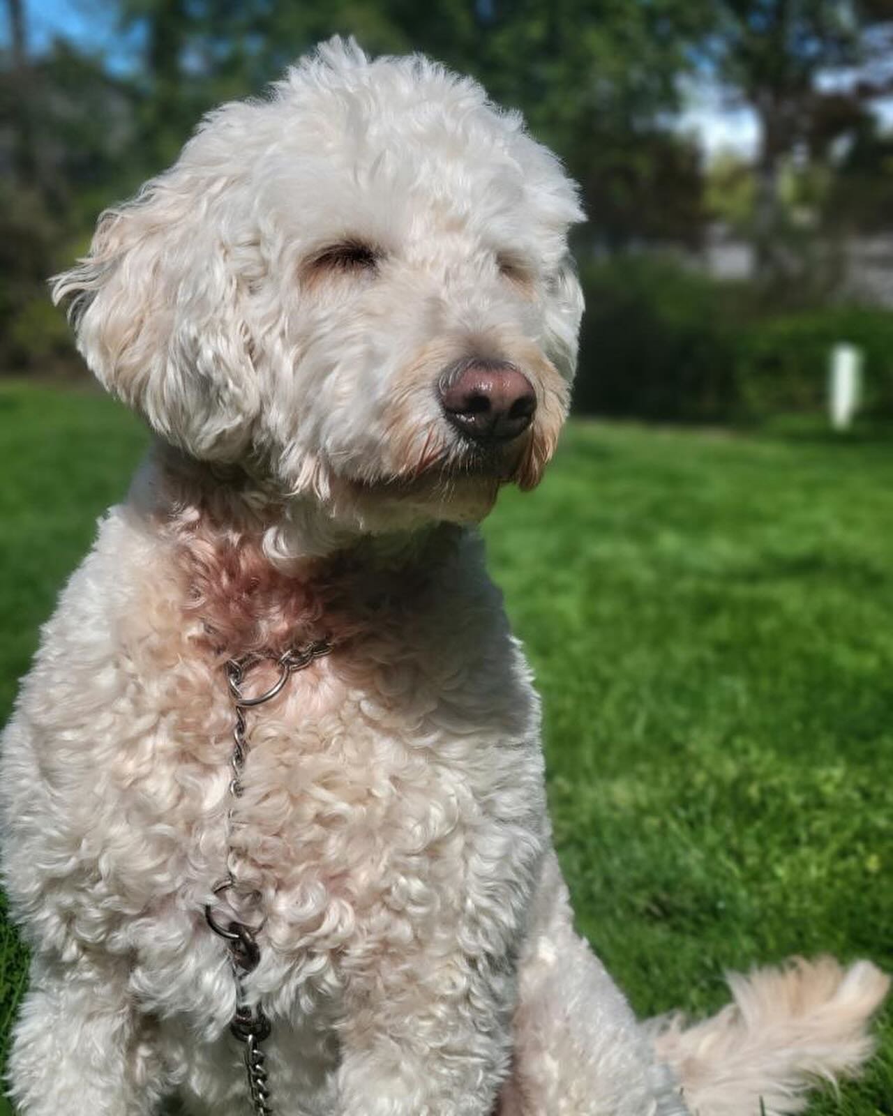 Just a few of our very photogenic pups from daycare this week 🐩🐾#dogs #dogsofportland #dogsofpdx #dogsofpnw #smallbusiness #doggiedaycare #pdx #portland  #pnw #smallbusiness #cute #puppies #share