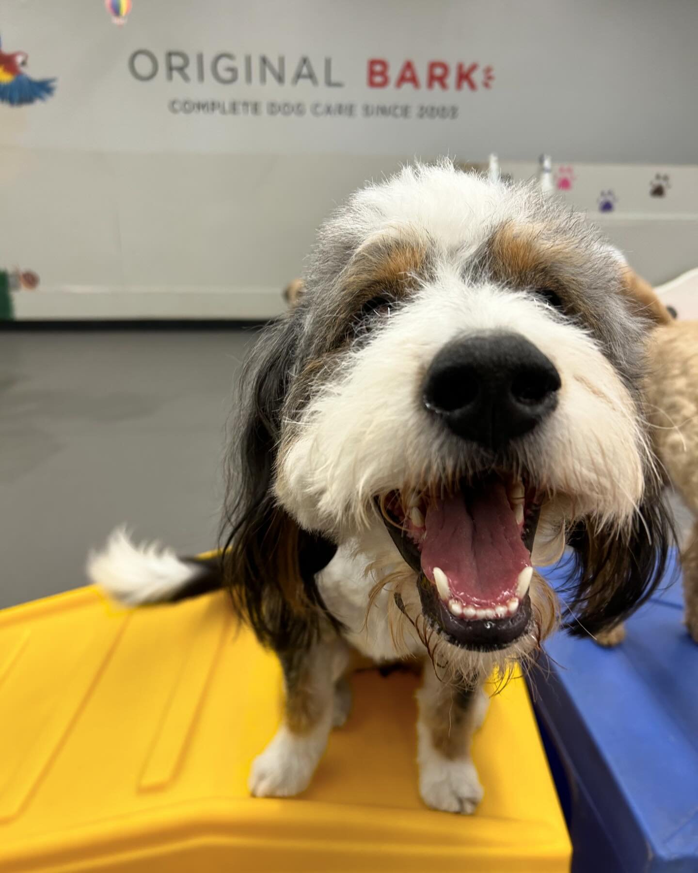 Always a blast in daycare! #ILoveDogs #SmallBusiness #Dog #Dogs #DoggyDaycare #DogDaycare #DoggieDaycare #DaycareLife #DogHotel #PDXDogs #PortlandDogs #DogsOfPortland #Boarding #DogSitting #InstaDog #DogLover #HappyDog #DogHikes #DogWalking #Hiking