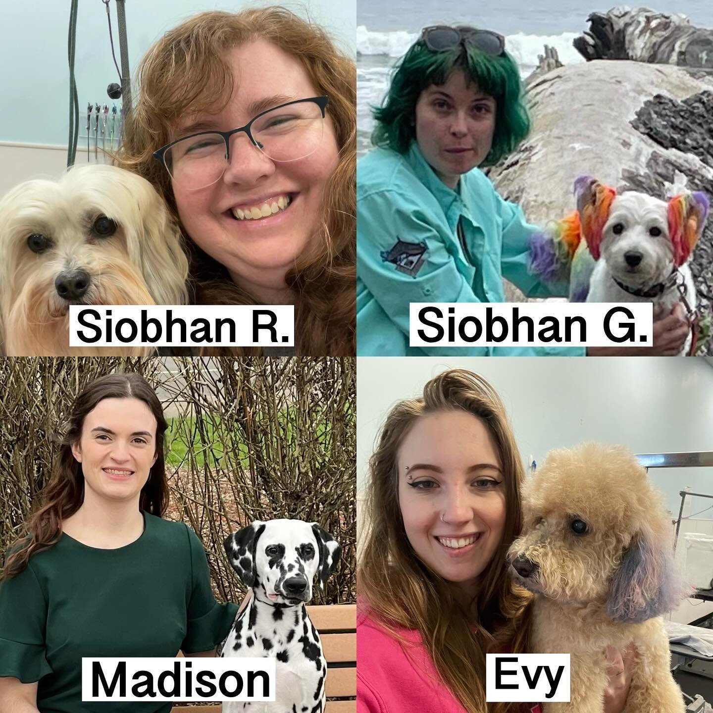We now having full service grooming available 7 days a week at our Terwilliger location! Siobhan R. and our newest groomer, Madison are available for professional grooms, and Evy and Siobhan G. are available for basic baths and nail trims! Call us to