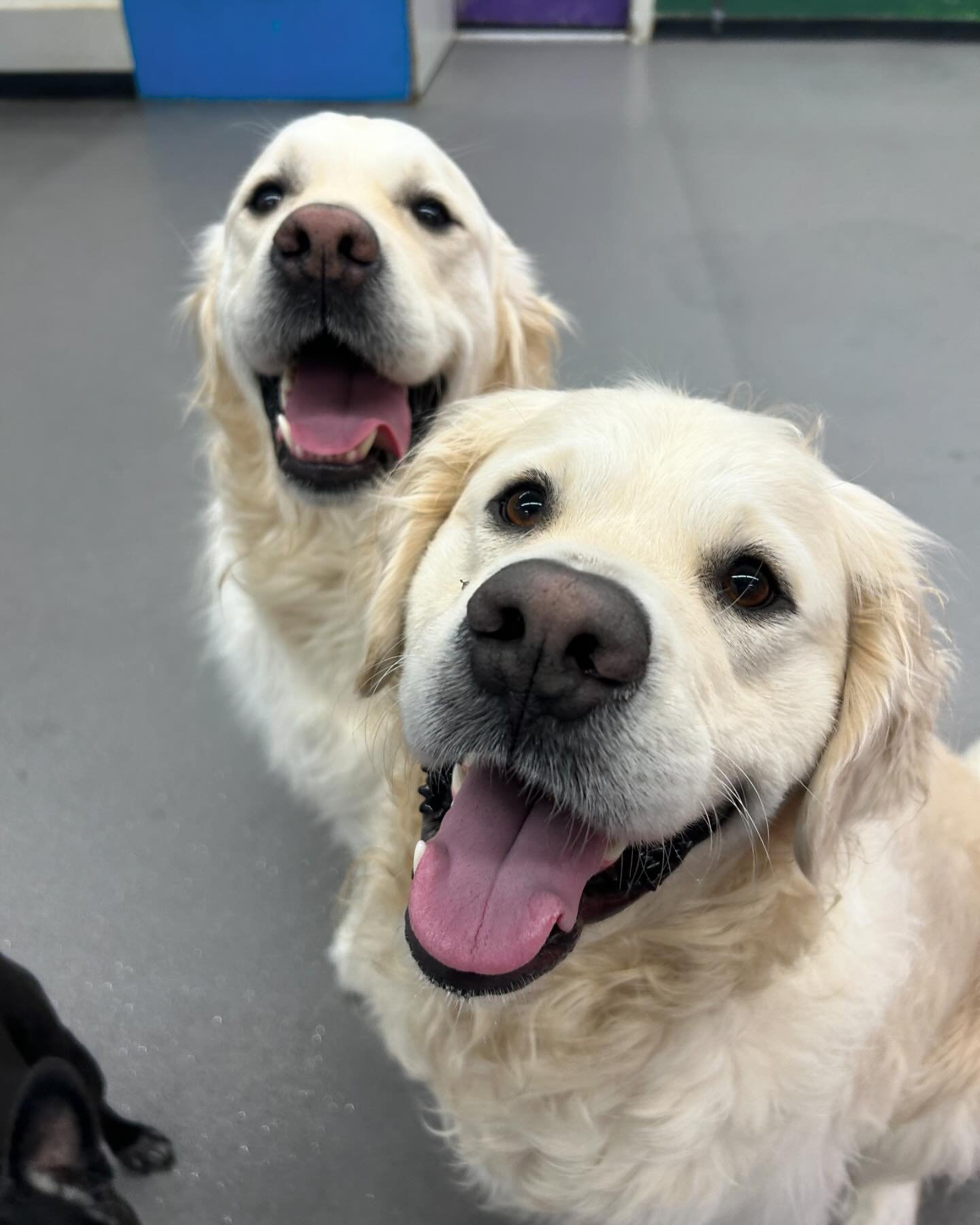 It&rsquo;s the weekend!! Call us today to make a reservation for hikes, boarding, daycare or grooming! 🥳❤️🐾 #ILoveDogs #SmallBusiness #Dog #Dogs #DoggyDaycare #DogDaycare #DoggieDaycare #DaycareLife #DogHotel #PDXDogs #PortlandDogs #DogsOfPortland 