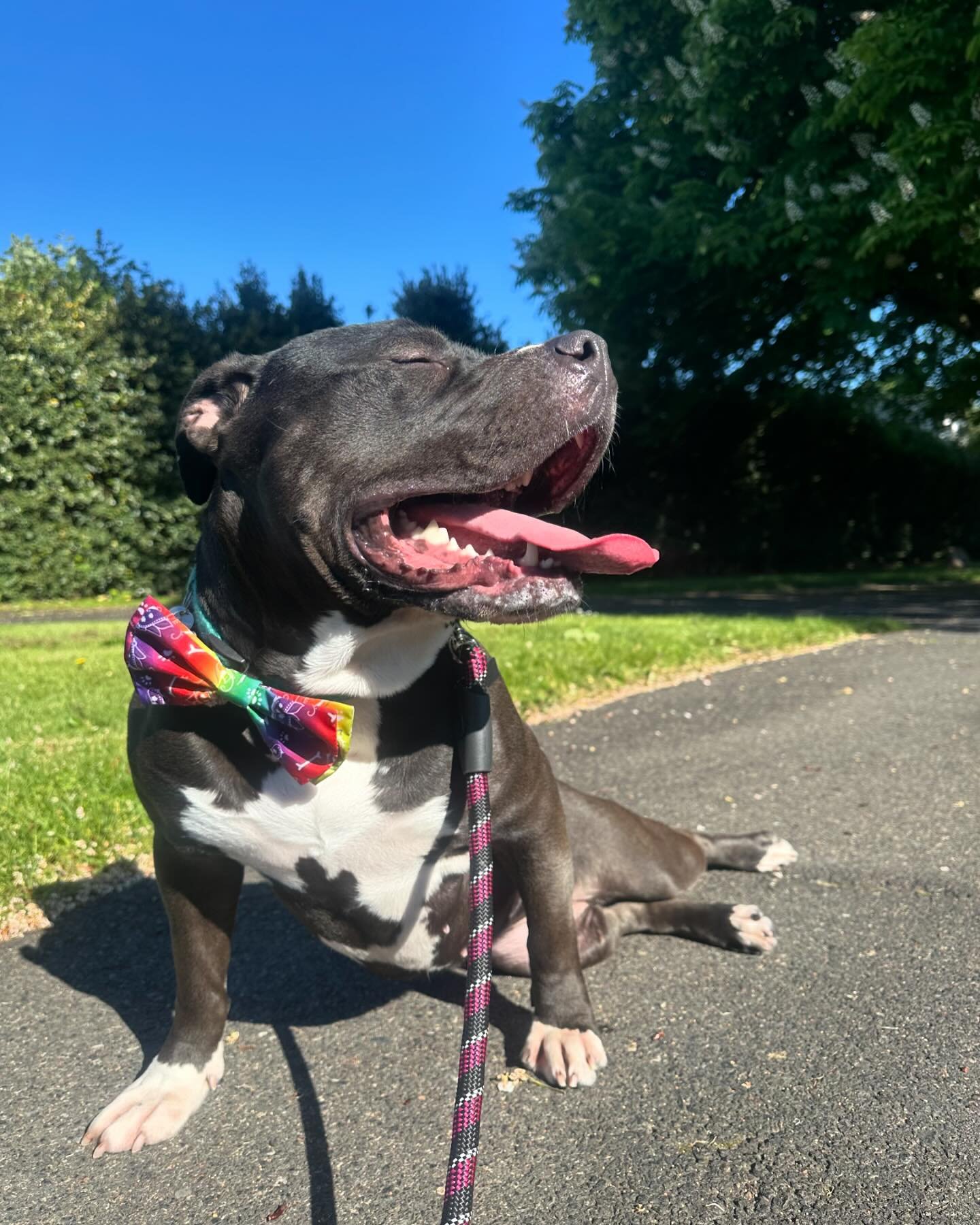Want to beat the heat? Sign your pup up for a nature hike, or bring them to either of our temperature controlled locations for some daycare! Annabelle is having a blast getting out and about with us! #dogs #dogsofinstagram #dogsofpdx #dogsofportland 