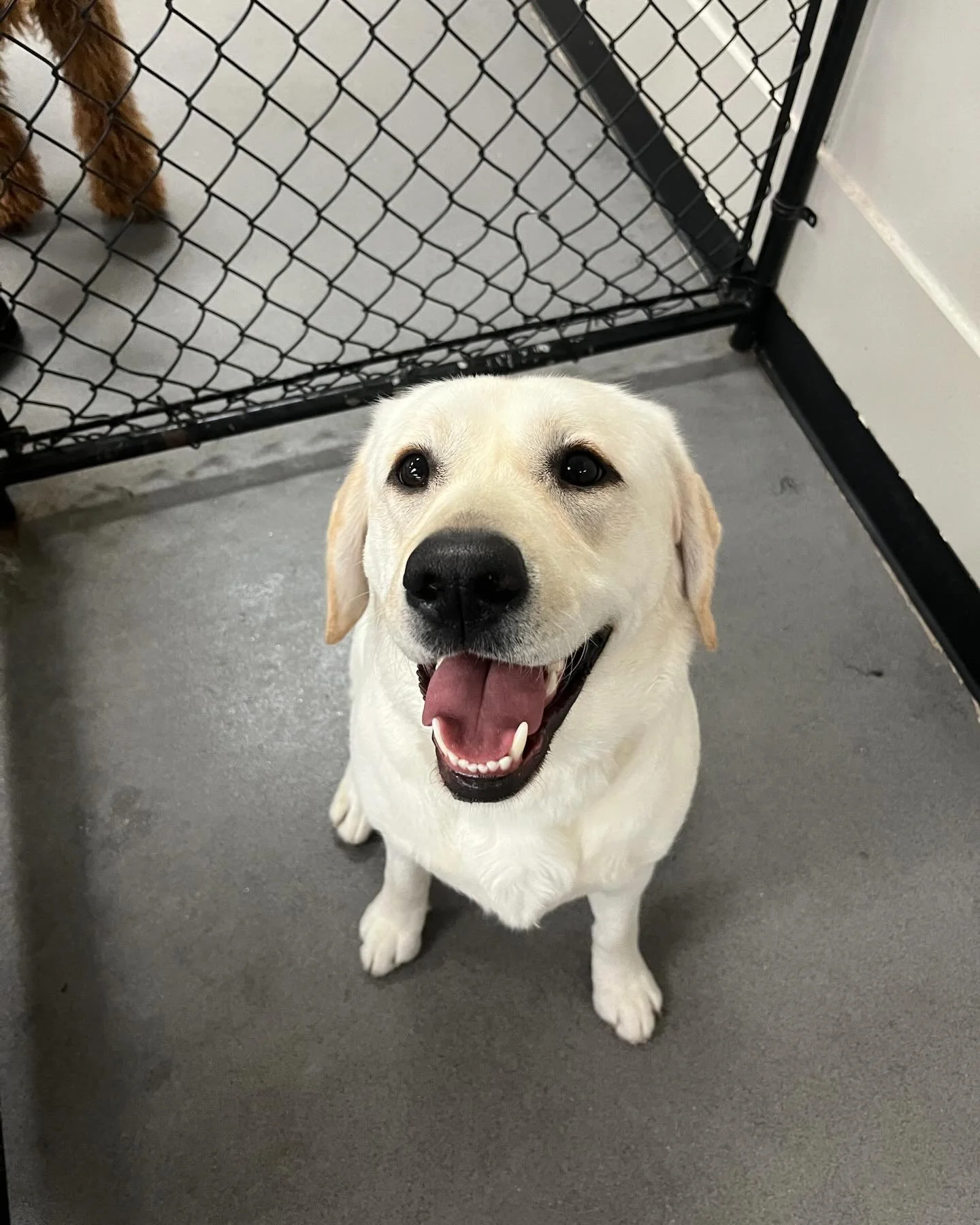 This week&rsquo;s dog of the week is Bella! Bella is a 4 year old English Lab who has been coming to Original Bark for her whole life! Bella is the absolute life of the party! She&rsquo;s like the popular girl in school but in daycare instead. Every-