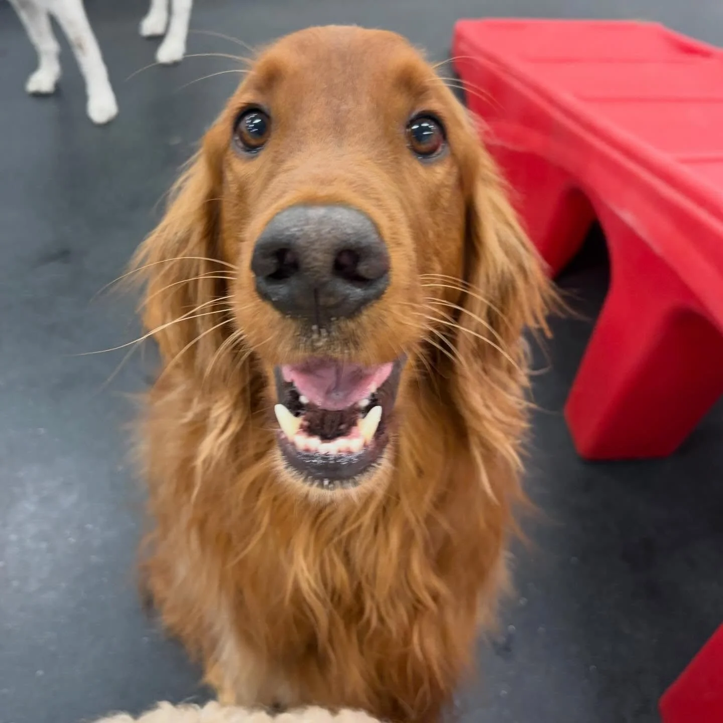 TGIF! 🐕🐶❤️ #dogs #dogsofinstagram #puppy #portland #pdx