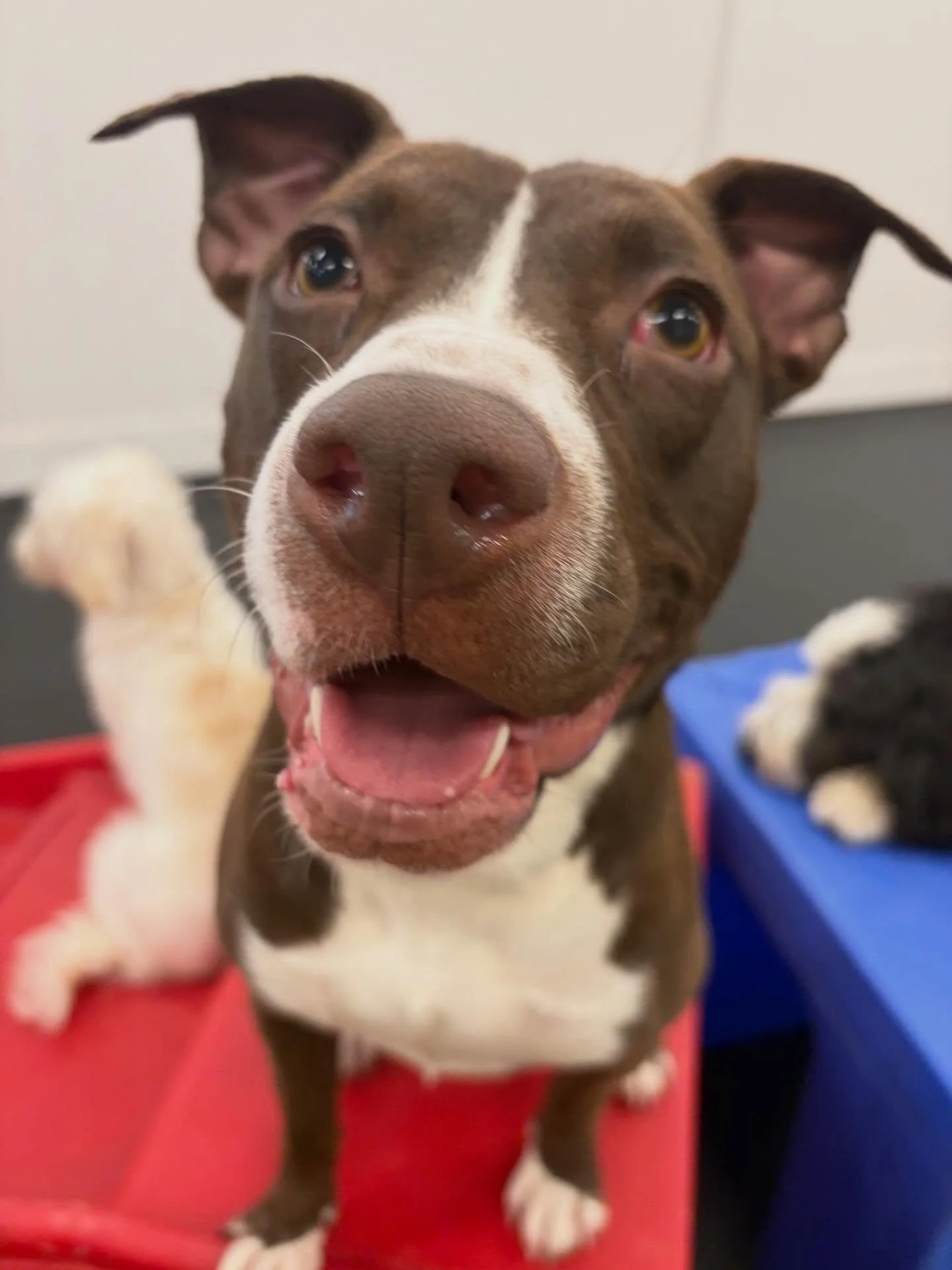 Happy pitties, and Agate! 🤣 Spring break is in full swing here and we are loving it. What are your spring break plans? #dog #dogsofinstagram #puppies #portland #pdx