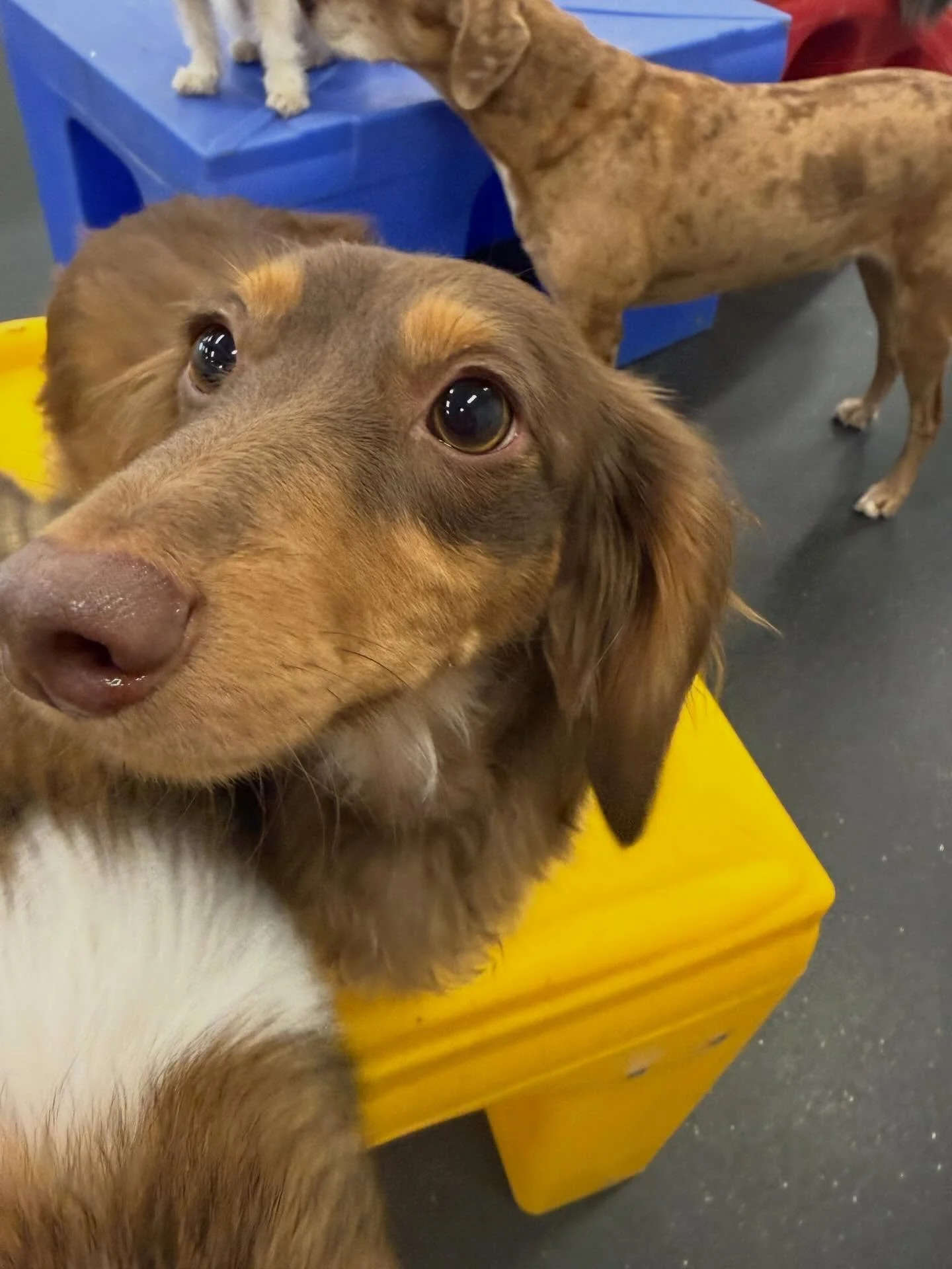 Gregg, Sussi-Mo, and Lainey wishing you a happy Monday from the Burlingame location! #pdx #portland #dogsofinstagram #dogs #puppy
