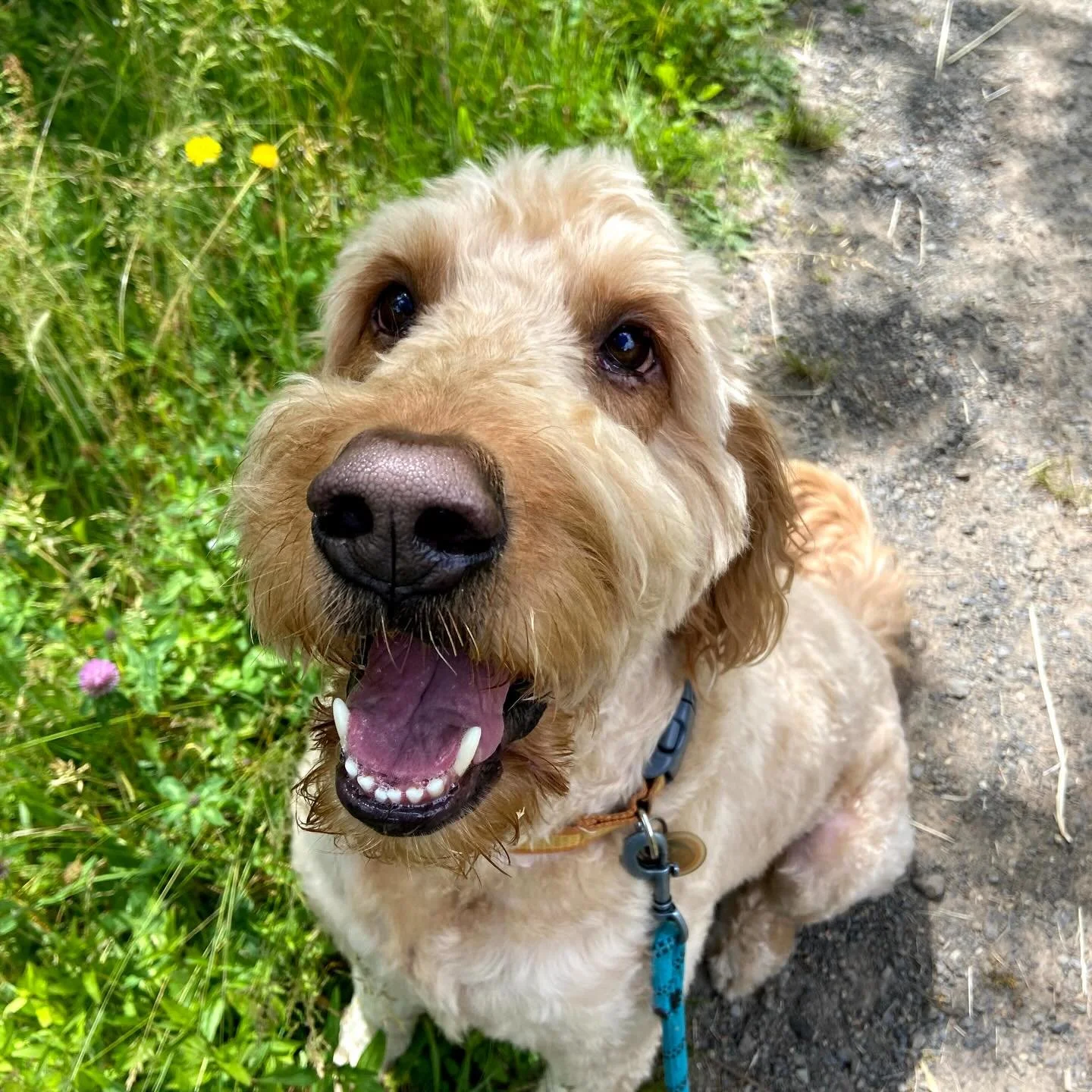 This week&rsquo;s dog of the week is Milo! Milo is an 11 year old Golden Doodle, but despite his age, he&rsquo;s as chipper and excited as ever! Milo enjoys thrice weekly hikes with our amazing hikers, Sam and Zo&euml;. On Fridays, he has a spa day w