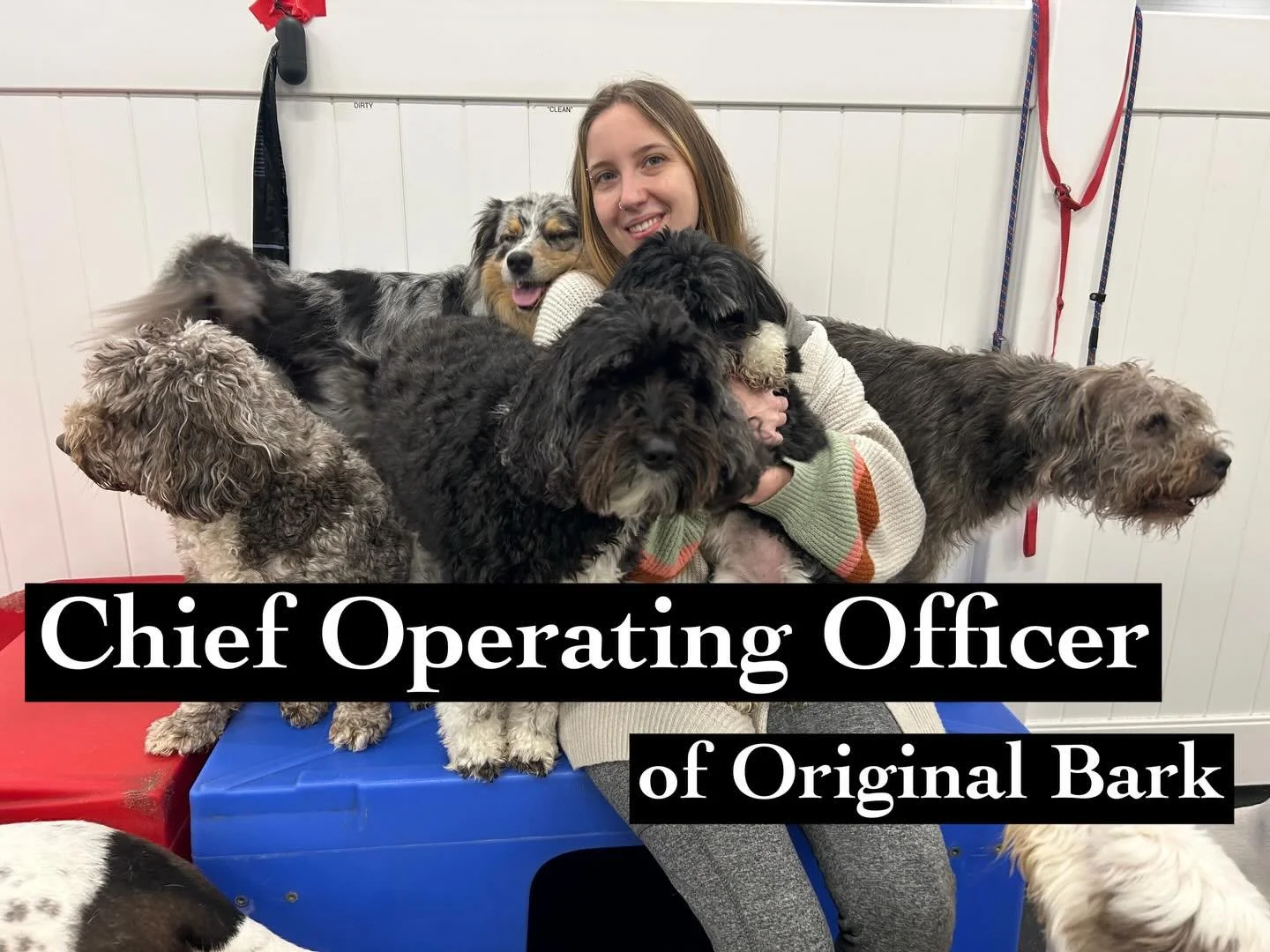 Congratulations Evy! 🤍 We&rsquo;re so excited to celebrate your promotion to Chief Operating Officer. Your dedication, leadership, and love for every dog and person here have shaped so much of who we are. We&rsquo;re so lucky to have you! #SmallBusi
