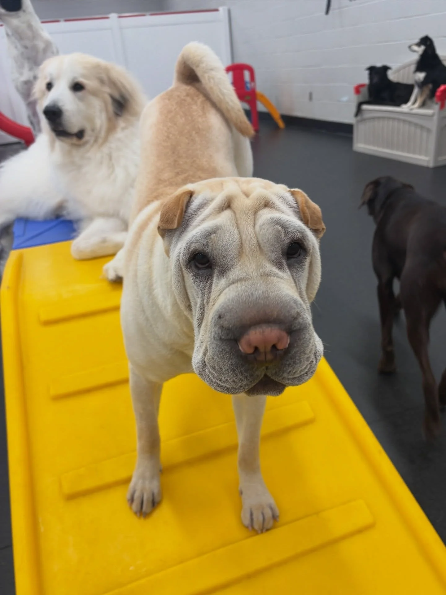 Happy Sunday from our Spring Breakers! 😎🌸🐾 Waffles, Comet, Mars, Ruby and Athena, Dazey and Harry and friends are playing hard and napping even harder! 🐶🦴❤️

#doggydaycare #portland #womenownedsmallbusiness