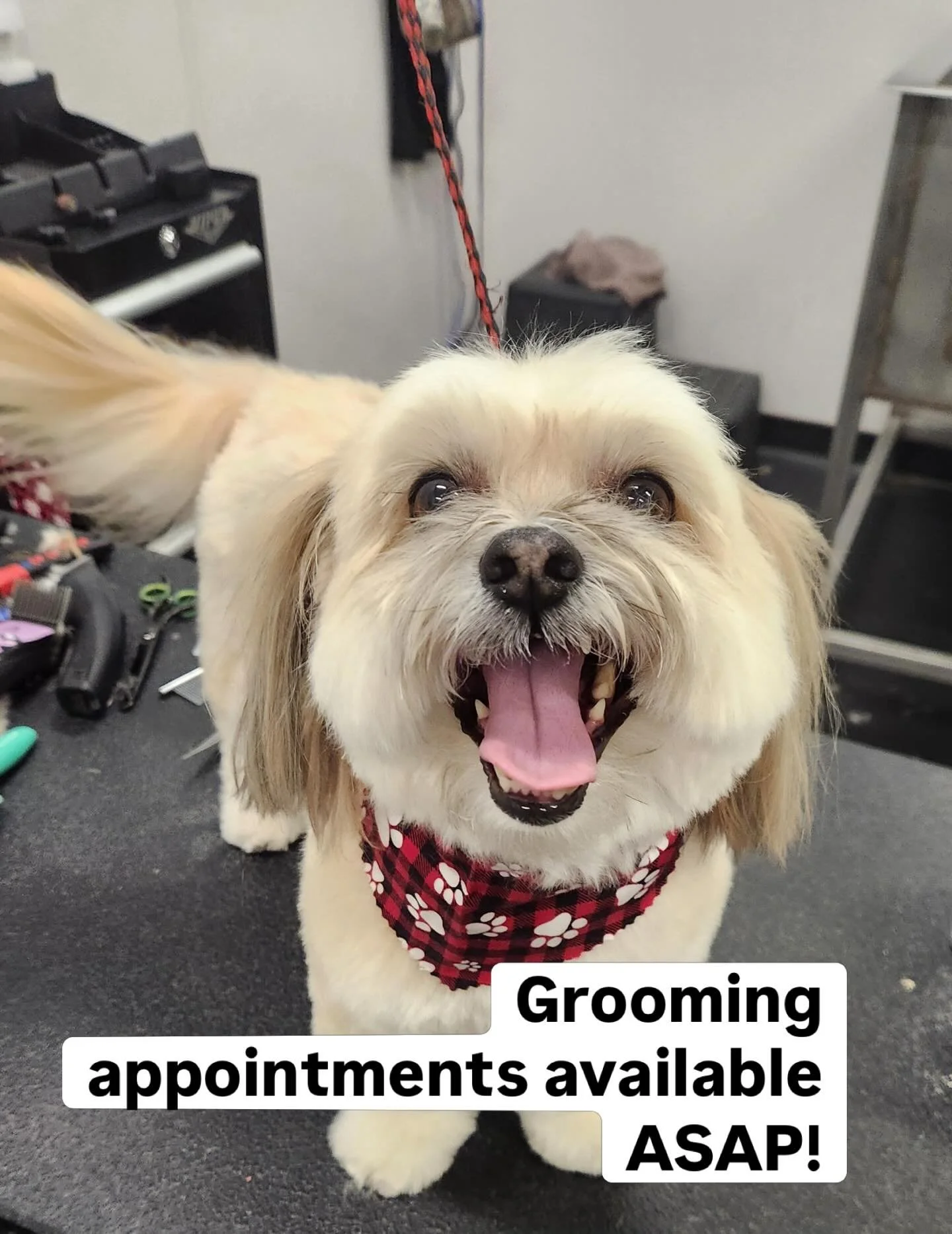 That's a wrap on Spring Break! Now that we're done with that, let's get our grooming schedule filled up! Check out this awesome work that Kenna did on Ch&egrave;vre and Gus. We are now taking new clients for haircuts, so give us a call at 503 295-227