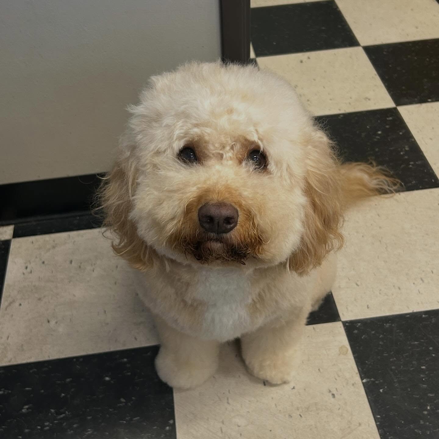 We want to apologize&hellip;. 😪 We&rsquo;re so sorry that your dog cries when you drive by and don&rsquo;t stop at OB. We&rsquo;re sorry that your pup doesn&rsquo;t look back at you when headed into daycare. We are sorry to have made Original Bark y