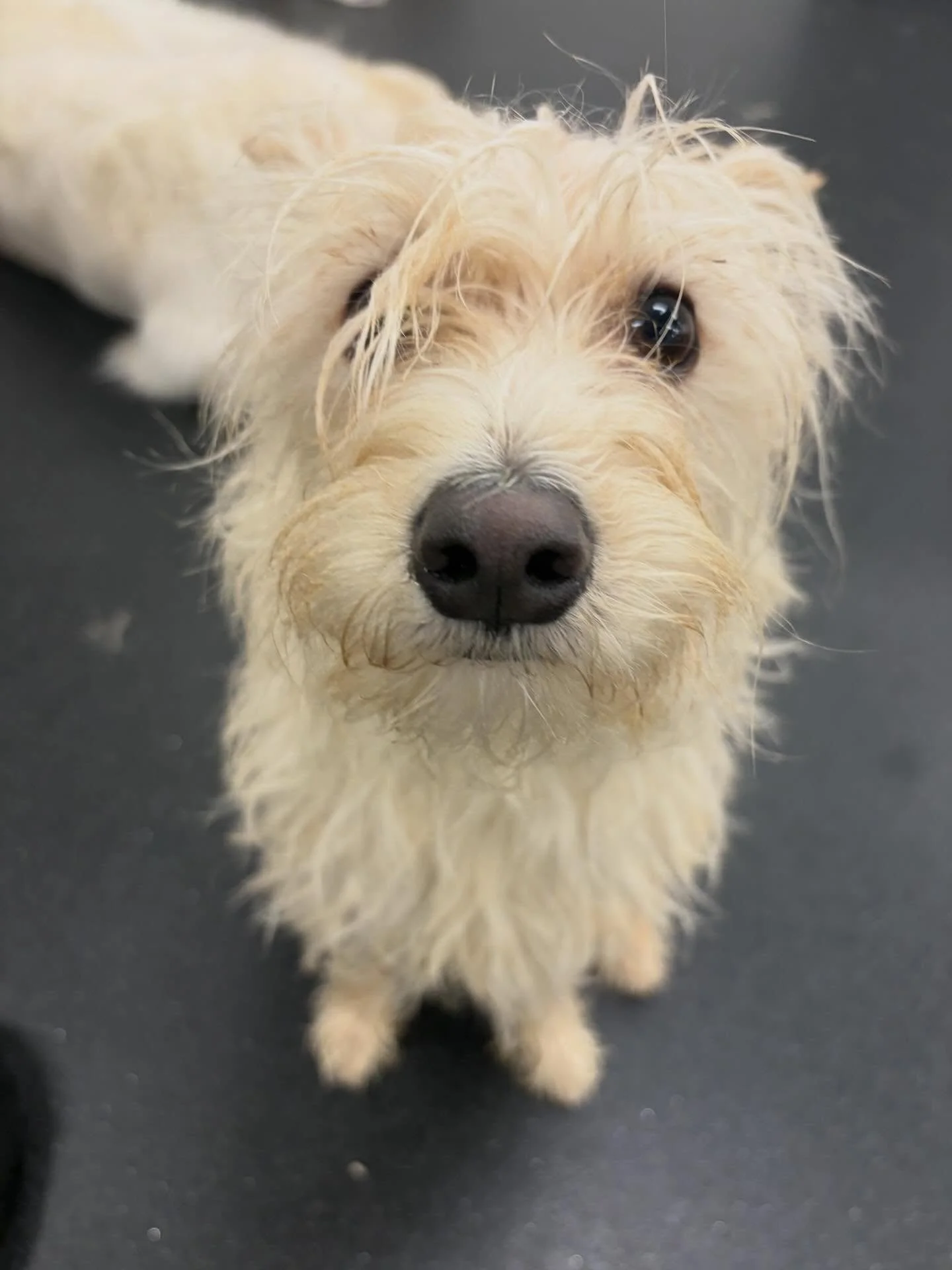 Good morning paw parents! We wanted to let you know that both locations still have a few kennels available for Easter weekend. Send us a request through your customer portal, or give us a call! Daycare will be open normal hours on Easter Day. 🐰🌷#do