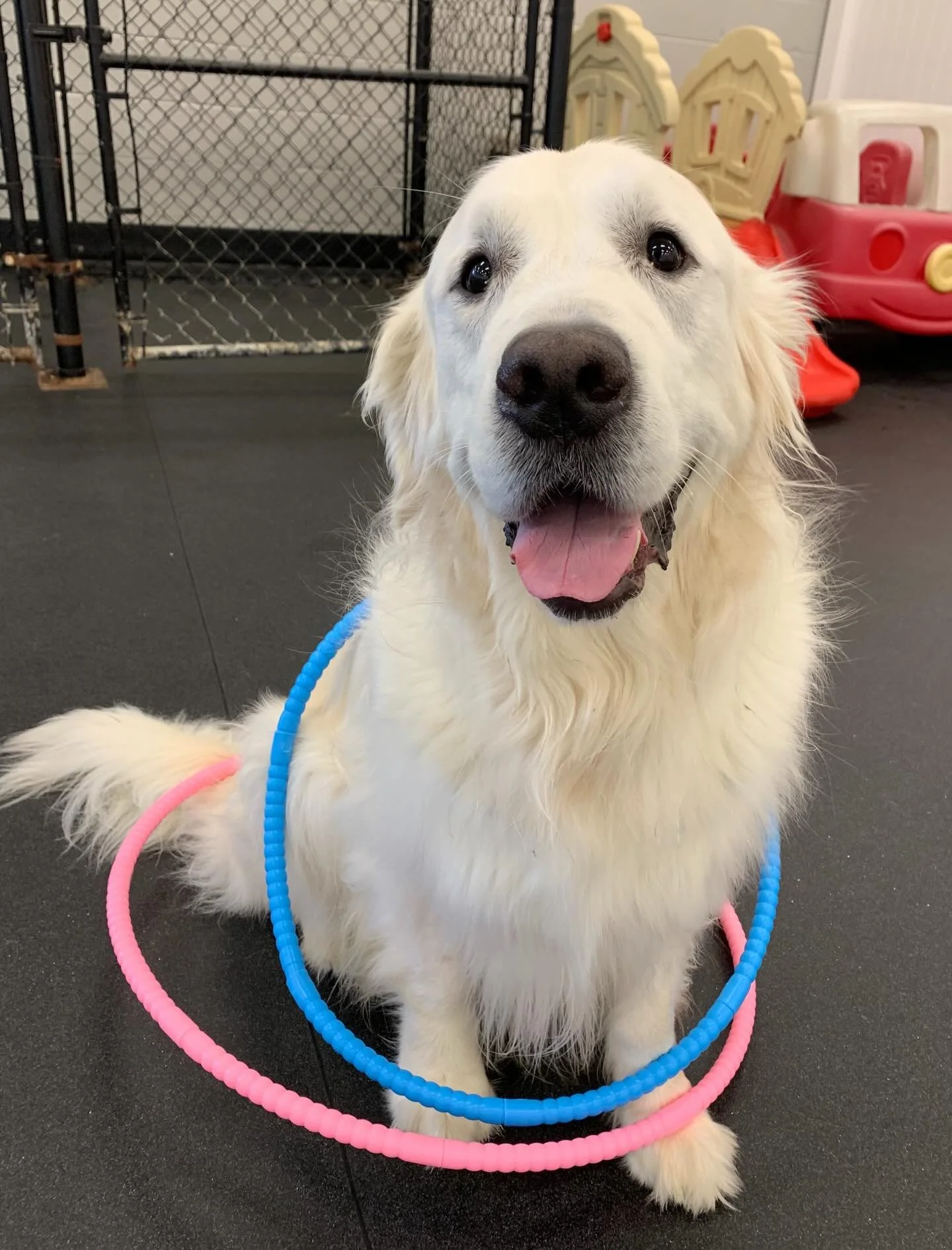 #TGIF 🐾🥳 Our pups are celebrating today &amp; everyday! Swipe to see our happy Friday faces. 🐶 #SmallBusiness #WeLoveDogs #DogDaycare