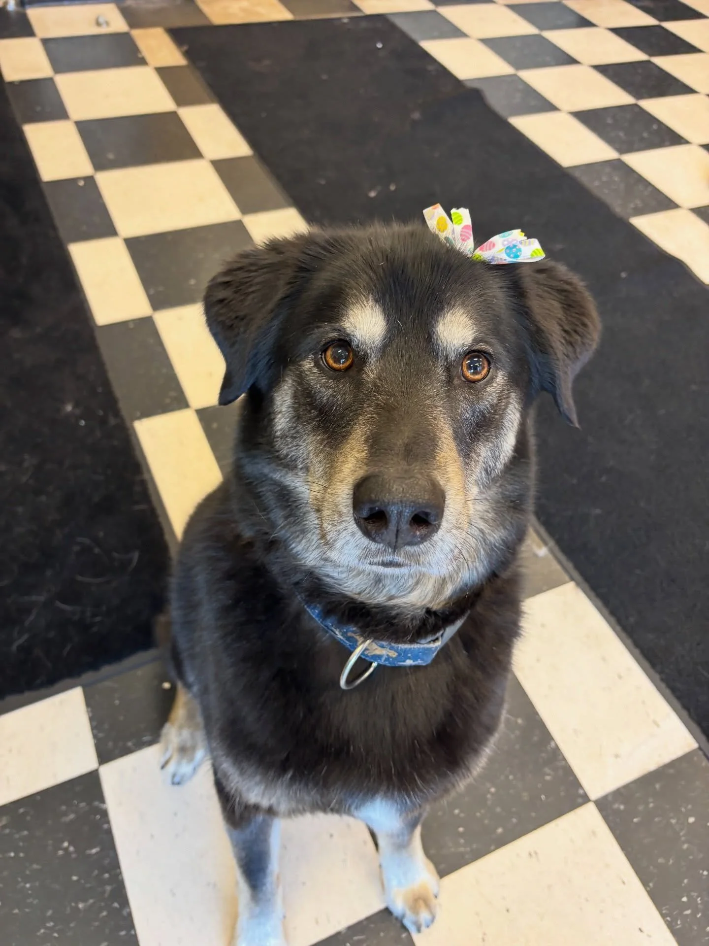 Ferdinand and friends Gibson, Sammy, Ellie and Willy hope everyone is enjoying this lovely Easter Sunday! 🐣🌷 They&rsquo;re having a blast playing in daycare and soaking up the sunshine on our Neighborhood walks! 🥕🐰

#doggydaycare #womenowned #dog