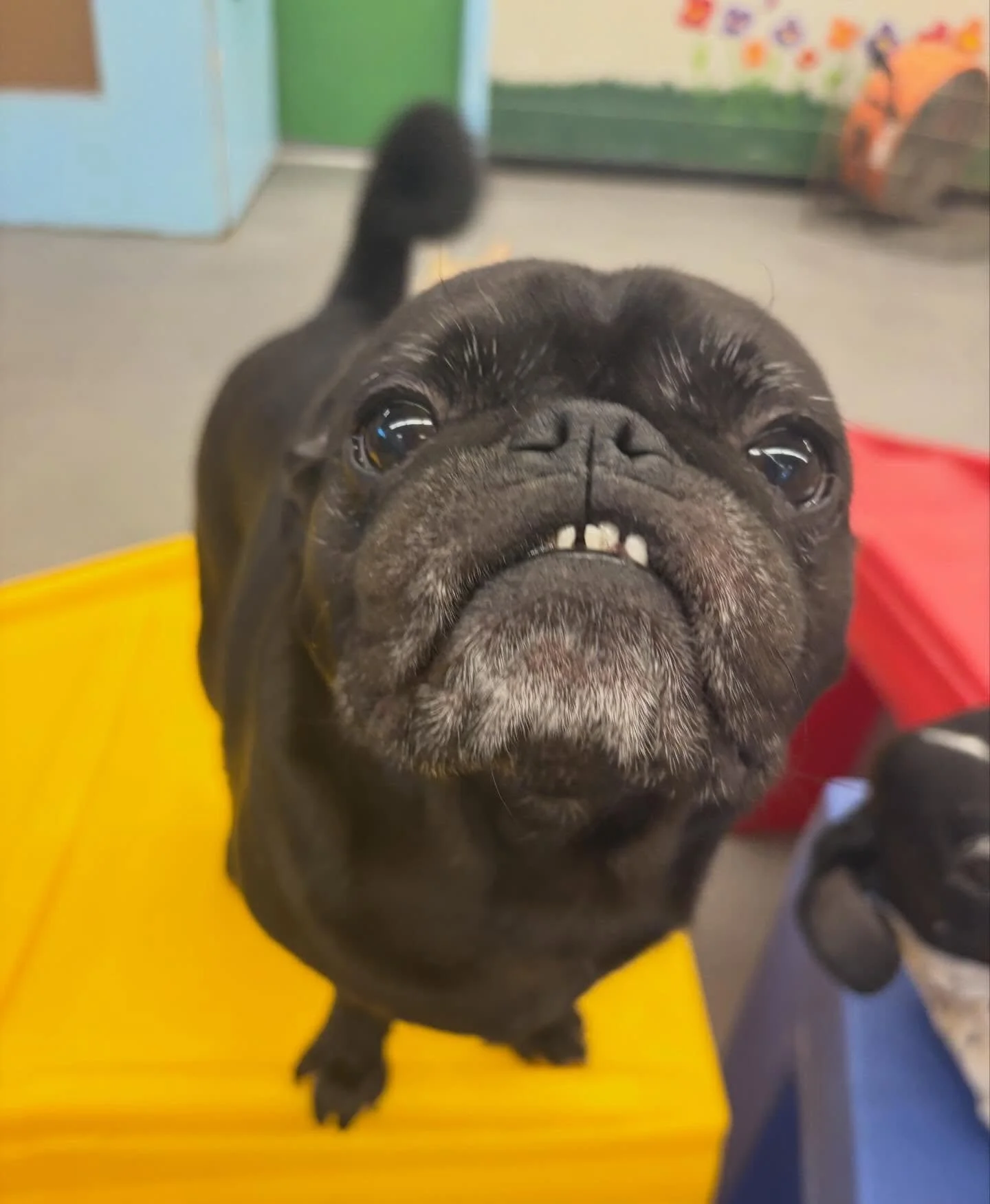 Monday vibe check! Pinot, Mochi, Yuma, Abigail, and Pluto are starting the week off with smiles 😊☀️🕶️ #dogs #dogsofinstagram #portland #smallbusiness #pdx