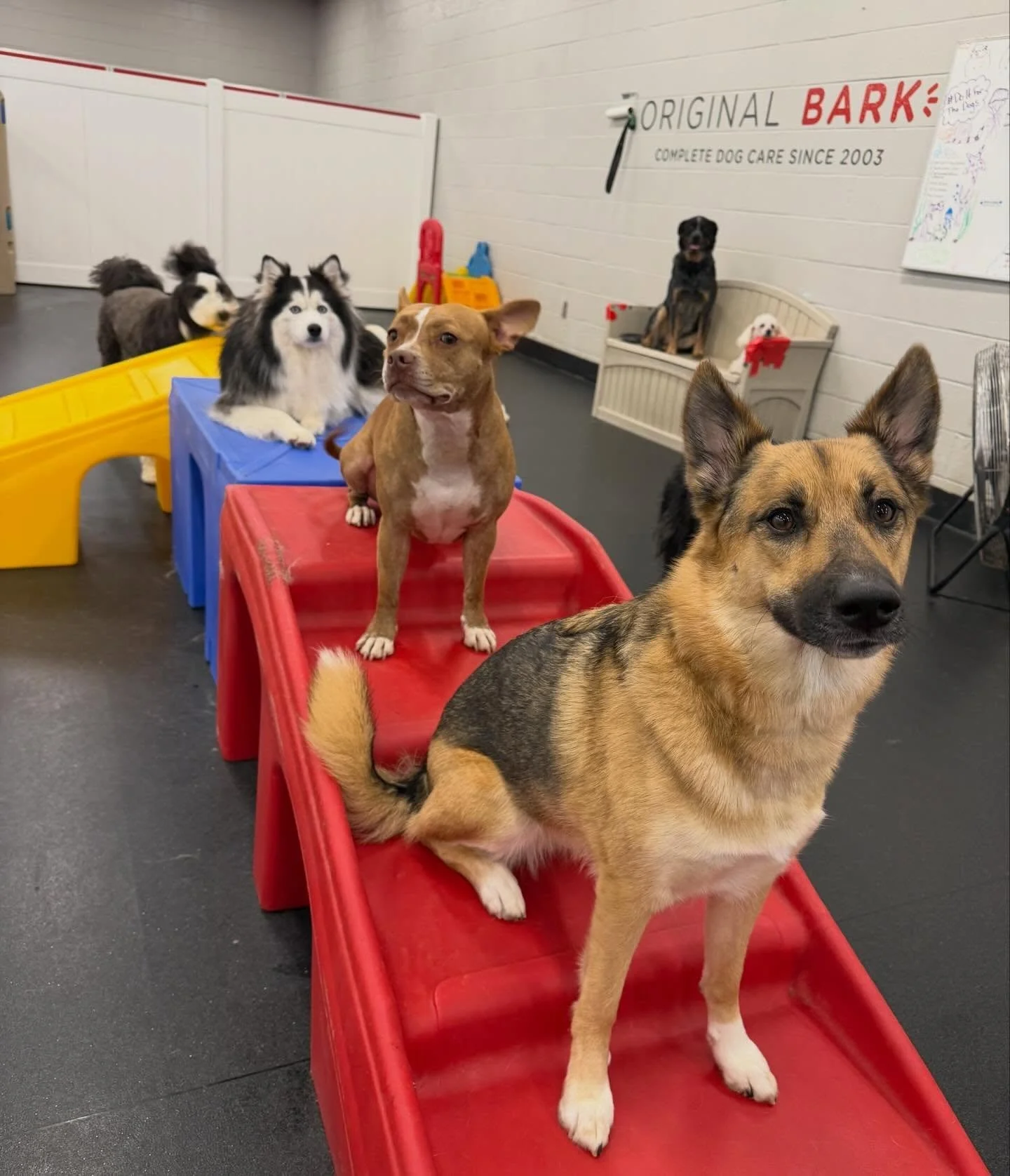 Did you know National Pet Day is THIS SATURDAY? 🐶🐾 We celebrating everyday, but April 11th will feel extra special! Book now ❤️ #SmallBusiness #WeLogDogs #NationalPetDay