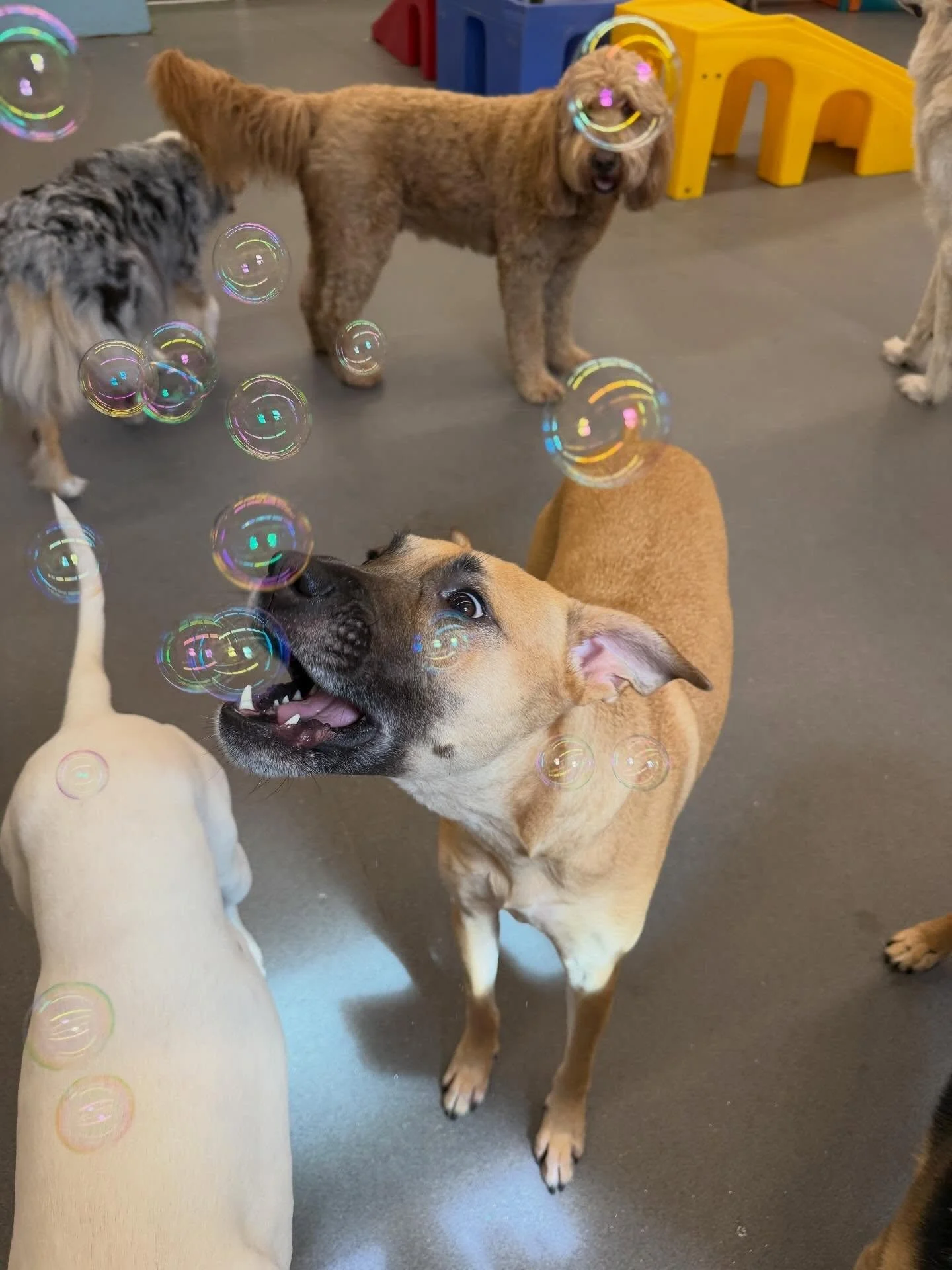 Jojo approves of our Peanut Butter Bubbles!! 🫧 Happy National Pet Day!! 🐶🐶 #NationalPetDay #ILoveDogs #SmallBusiness