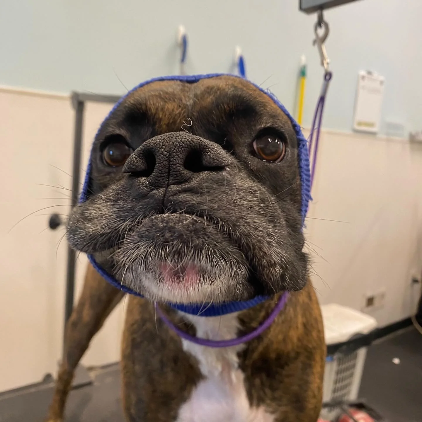 🫧 Our groomers work every day to keep your puppies clean! 🐶📞 Book a bath with us today by giving us a call us at 503.295.2275 option 2. #SmallBusiness #DogDaycare #PortlandOregon #ILoveDogs