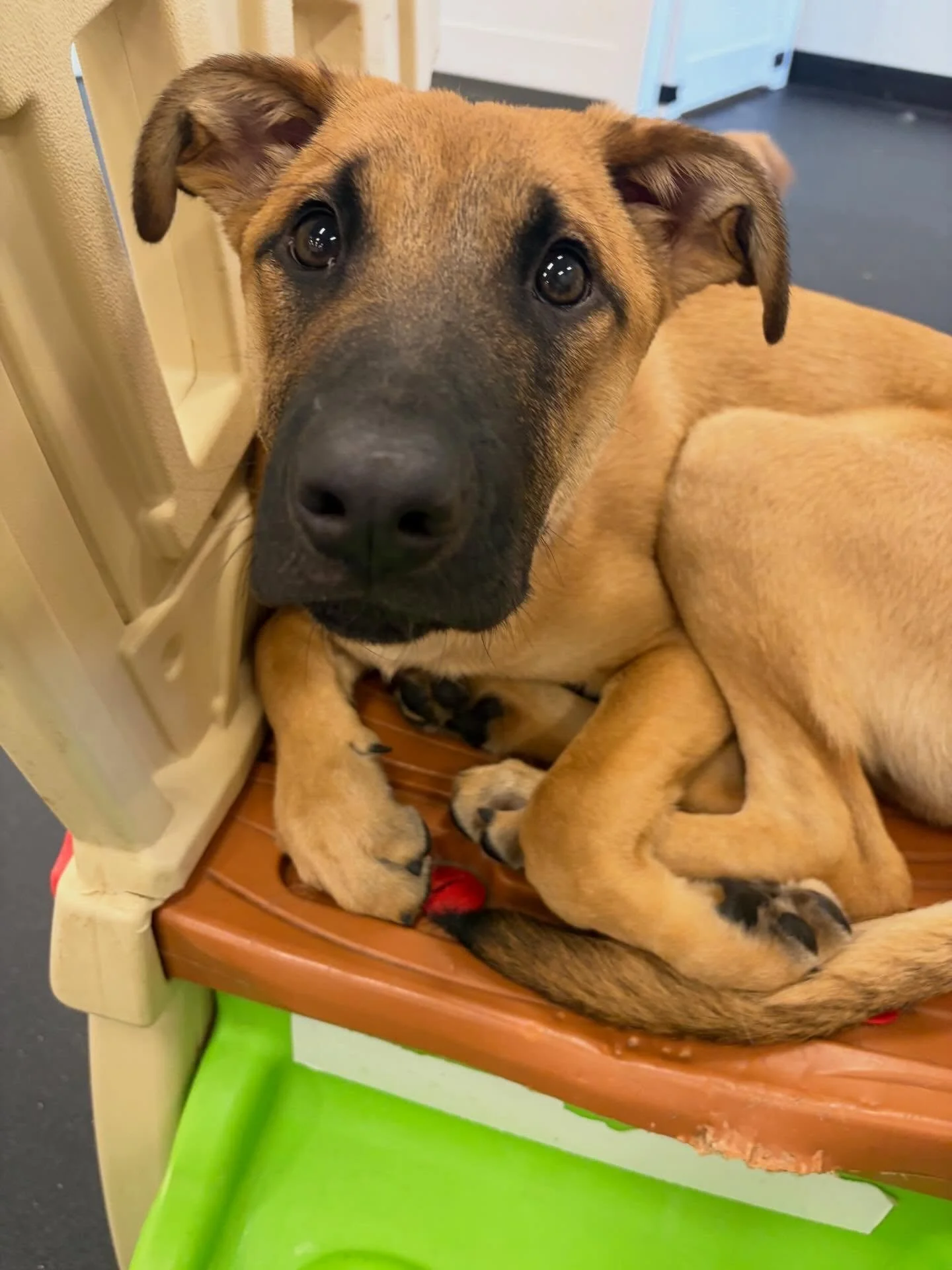 Ozzy is giving us serious puppy fever 😍🥰 check out all of these sweet faces who popped into our Burlingame location this week! #puppy #dogs #dogsofinstagram #portland #pdx