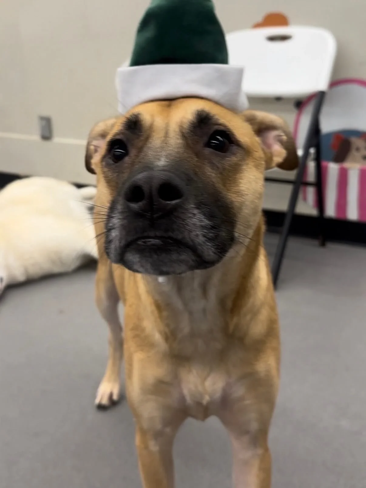 This week&rsquo;s dog of the week is Jojo! Jojo is a 2 year old Blackmouth Curr who has been coming to Original Bark for almost a year now! Jojo is an incredibly boisterous pup who loves to play with just about anyone and anything in sight. Jojo will