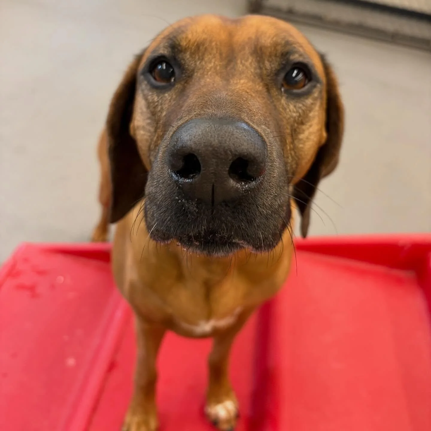 Lolo, Max &amp; Atlas are excited to celebrate Earth Day tomorrow!! 🌎🌍🌏 #SmallBusiness #EarthDay