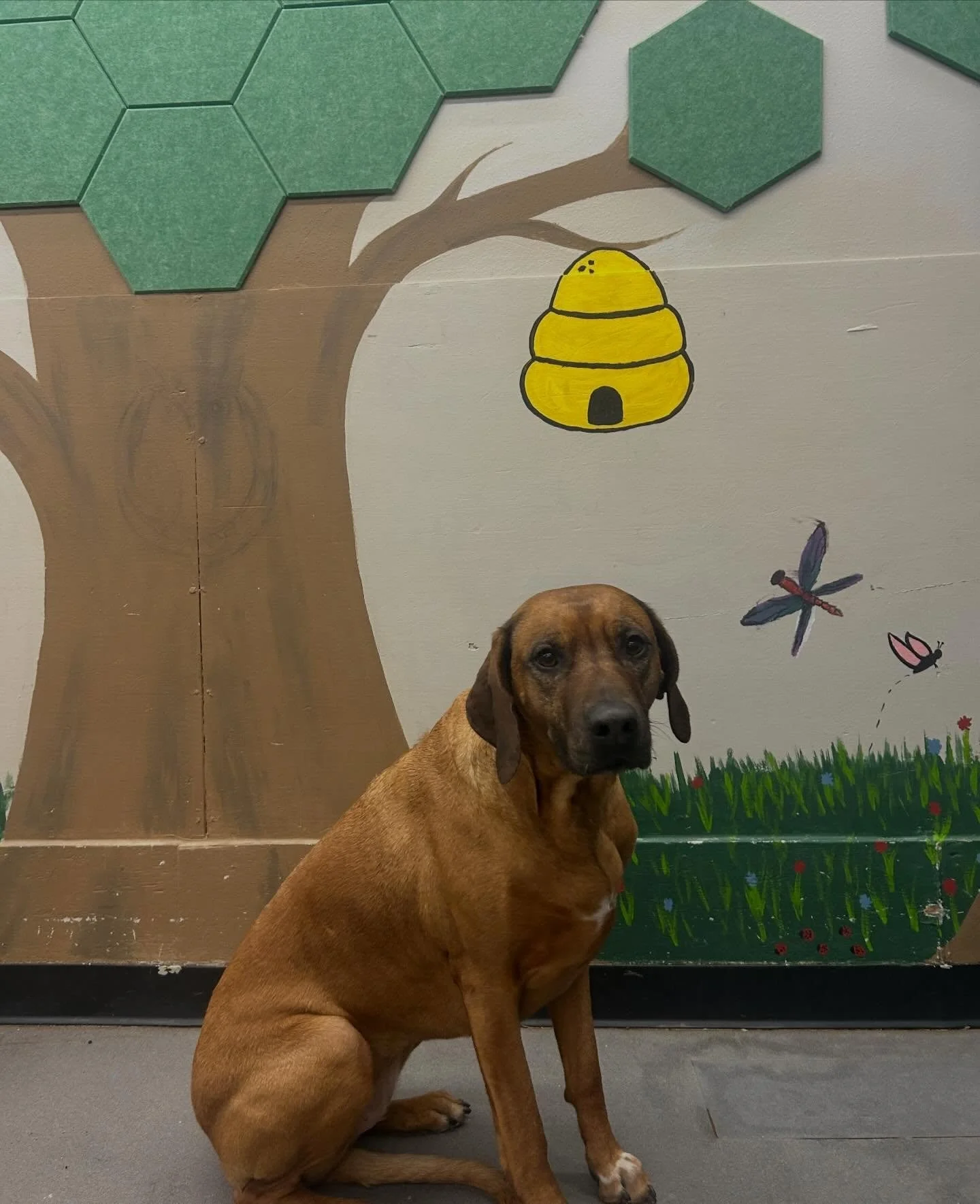 It may be raining out, but it&rsquo;s still sunny in daycare! ☀️🌈 Hanging out in the great indoors for this dreary Earth Day!! 🌷💚 This is Lolo, Kea, Penny, Louie, and Abigail!! #earthday #ILoveDogs #SmallBusiness #Dog #Dogs DoggyDaycare DogDaycare