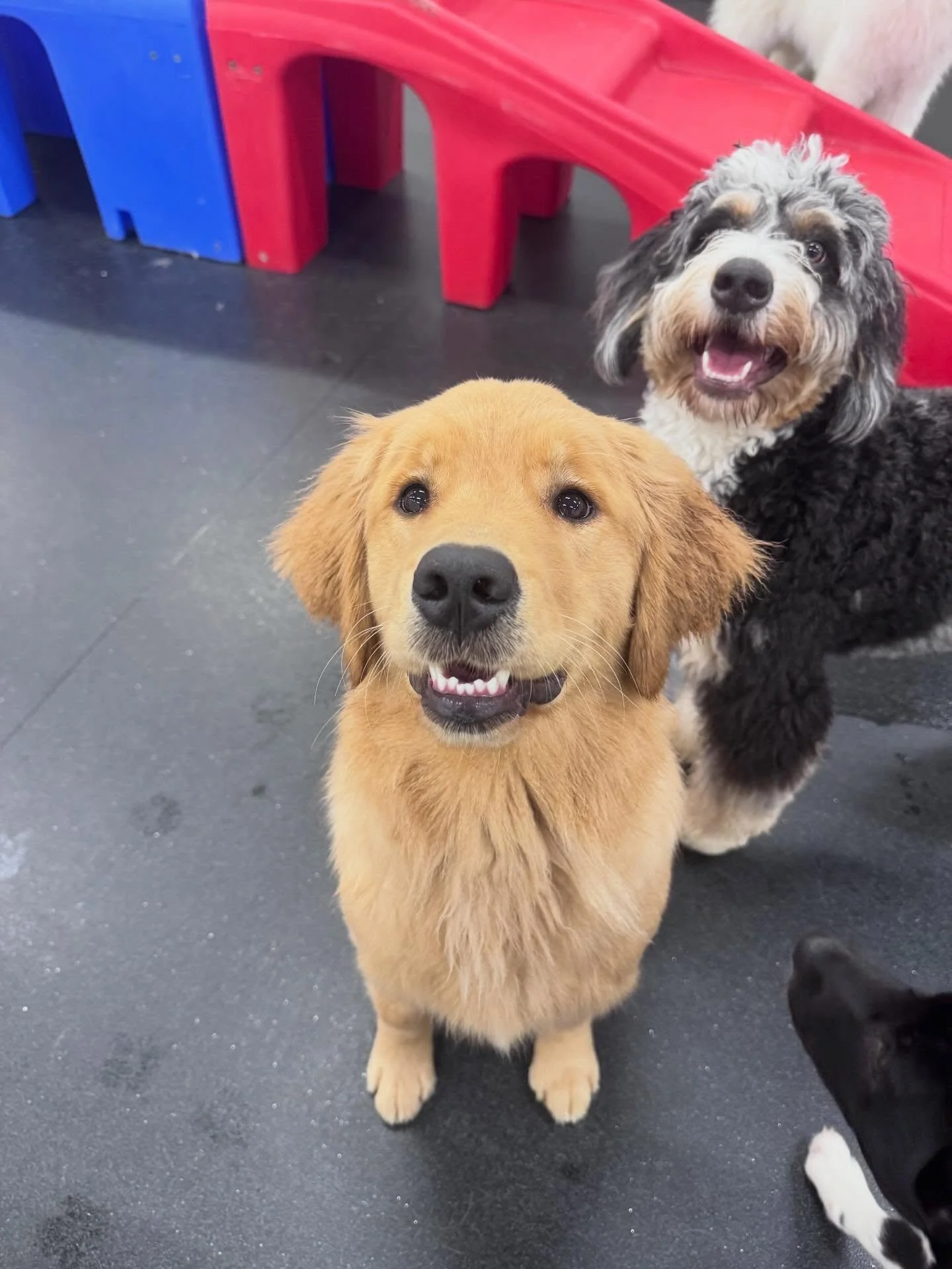 This week&rsquo;s dog of the week is Layla! Layla is an 11-month-old Golden Retriever, who has been coming to Original Bark for 4 months now. Despite being fairly new to daycare, she has made herself right at home not only in the daycare room, but in