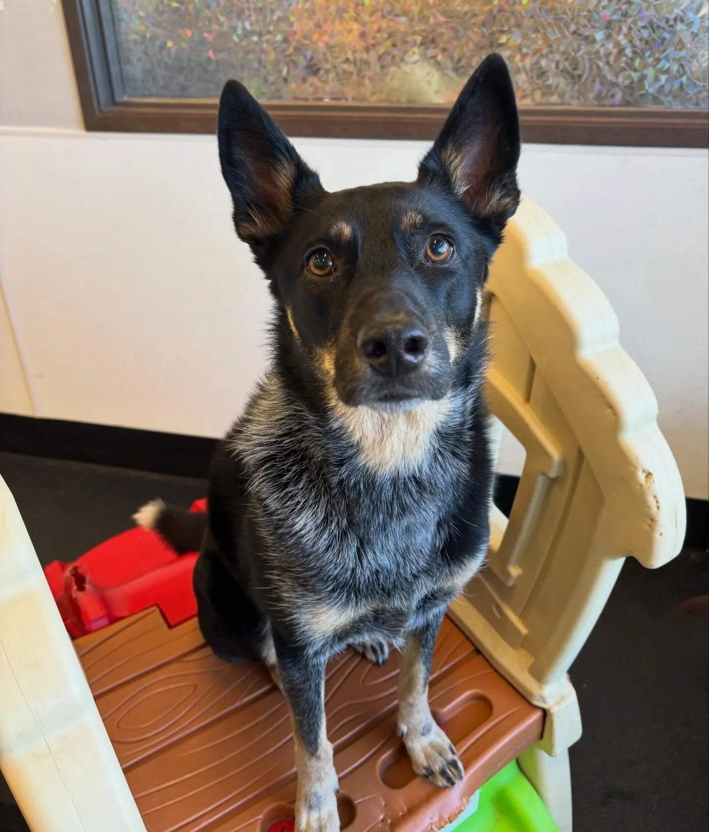 Floki, Rocky, Q-tip, Gifford &amp; Quacks are all enjoying their Sunday! ☀️🐾 #SmallBusiness #WomanOwned #DogCare #ILoveDogs #Dogs