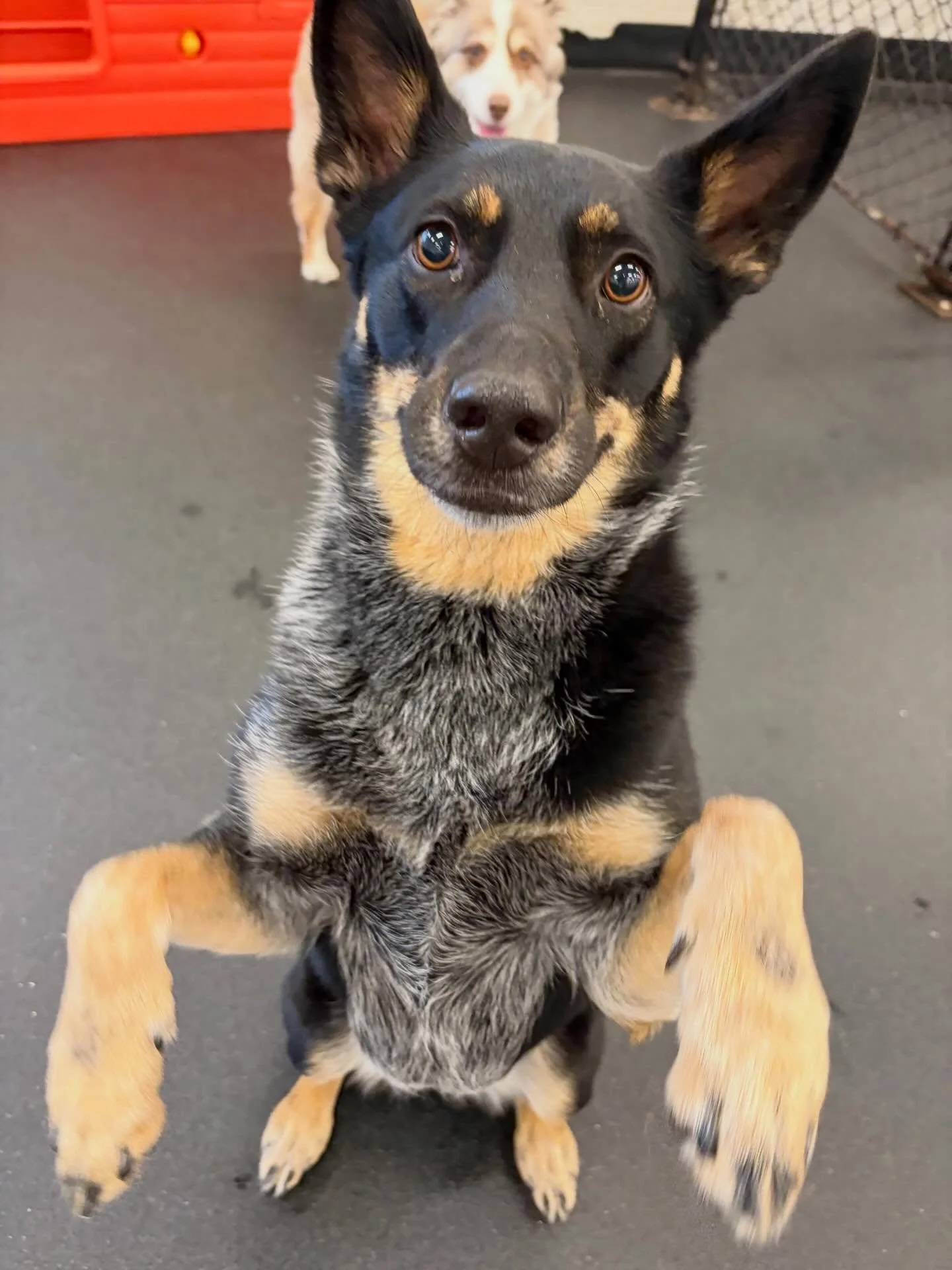 Floki, Coco, Amalie, and Lulu having a fun start to the week at our Burlingame location! #dogs #dogsofinstagram #portland #pdx #puppies