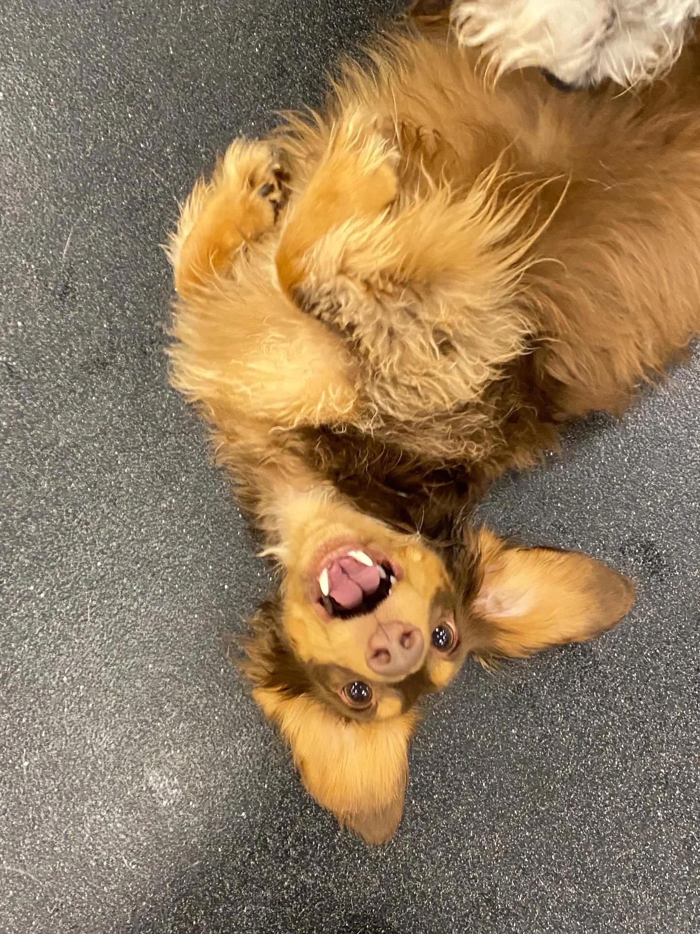 Hey folks! Just a reminder that both of our locations are temperature controlled and nice and cool for your pups on these warmer days! Swing by for daycare 7am - 6:15pm 7 days a week! #dogs #dogsofinstagram #portland #pdx
