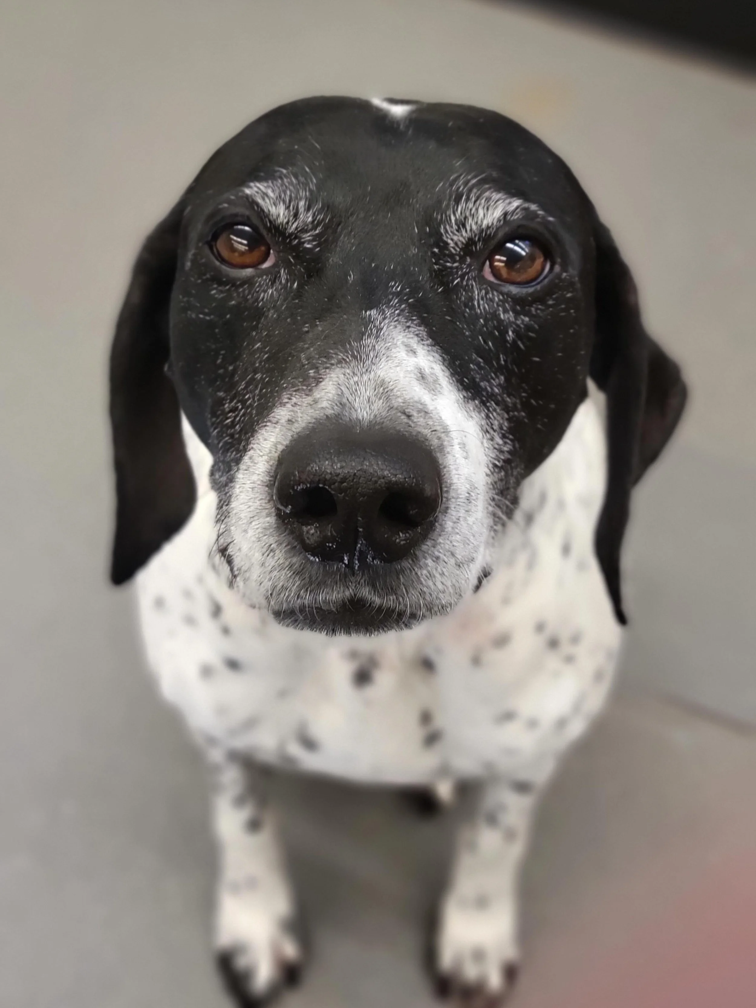 This week&rsquo;s dog of the week is Abigail! Abigail is a 9 year old German Shorthaired Pointer who has been coming to Original Bark since 2019! In classic German Shorthaired Pointer fashion, Abigail is very clingy with the workers in daycare. She w