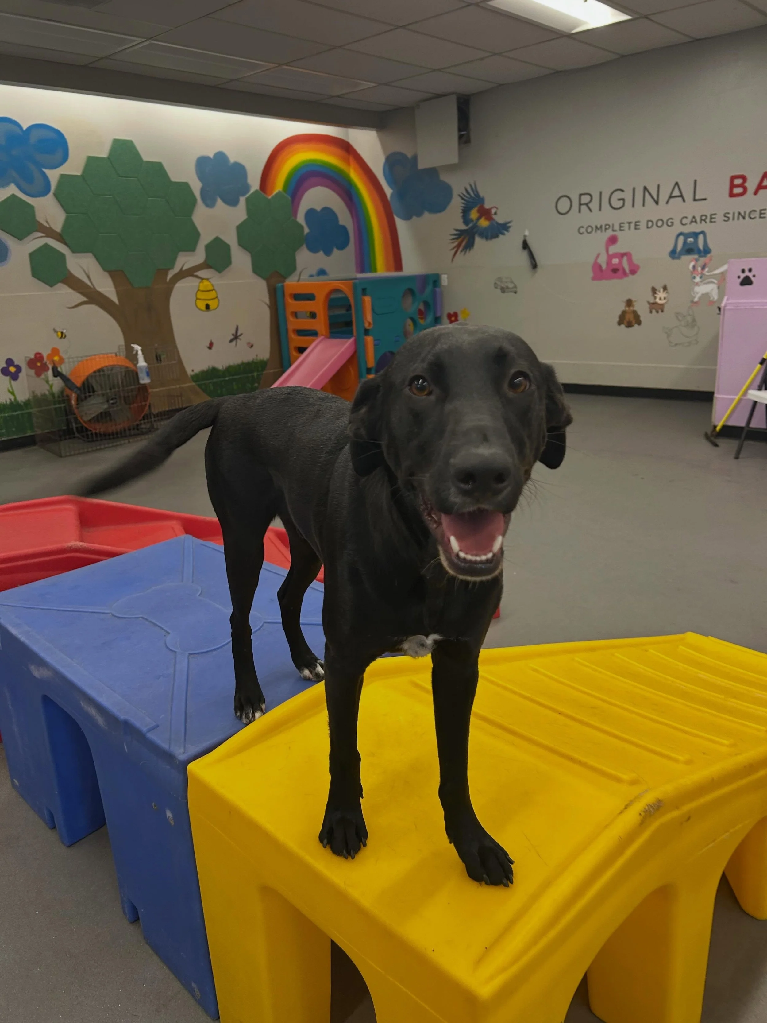 Smiles all around on this sunny Wednesday in daycare!! ❤️🐾 #ILoveDogs #SmallBusiness #Dog #Dogs #DoggyDaycare
