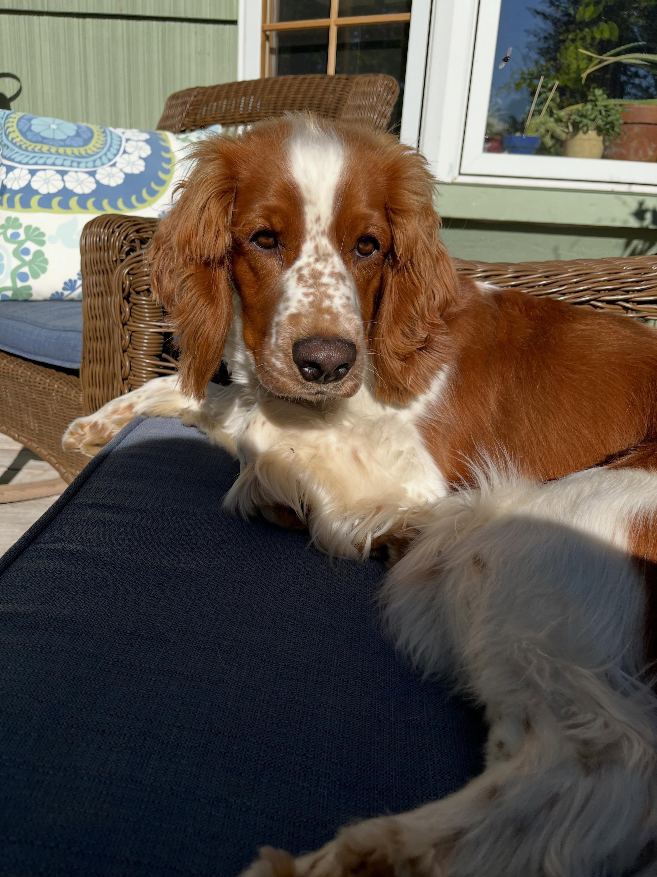 This week&rsquo;s dog of the week is Emmy! Emmy is a 4 year old welsh springer spaniel who has been coming to Original Bark for 6 months now! Emmy is a very sociable pup, and although she&rsquo;s very attached to her mom, she loves all of the staff a