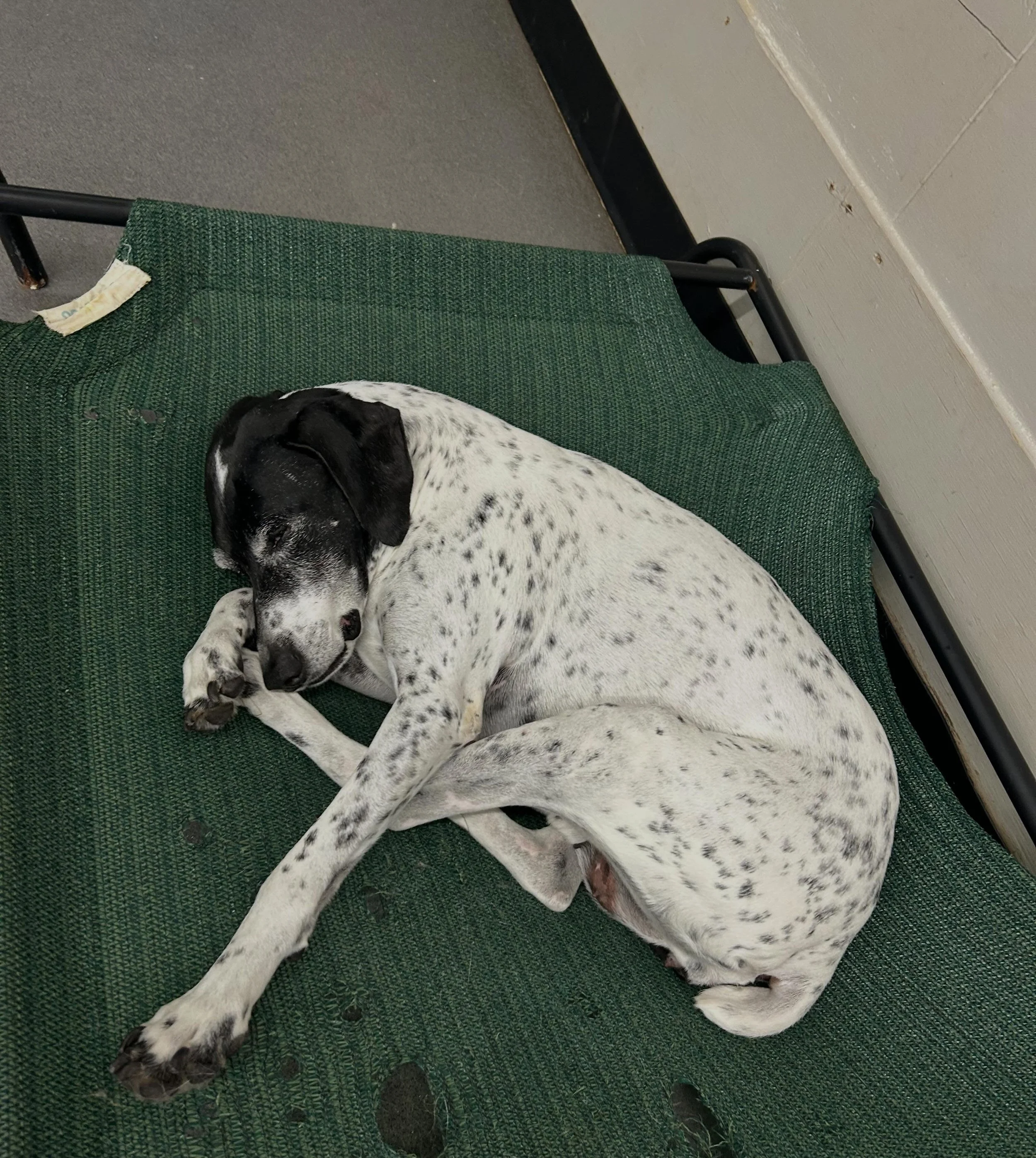 The pups tuckered themselves out this morning! A cloudy, sleepy afternoon in daycare. 🐾🌥️ #doggiedaycare
