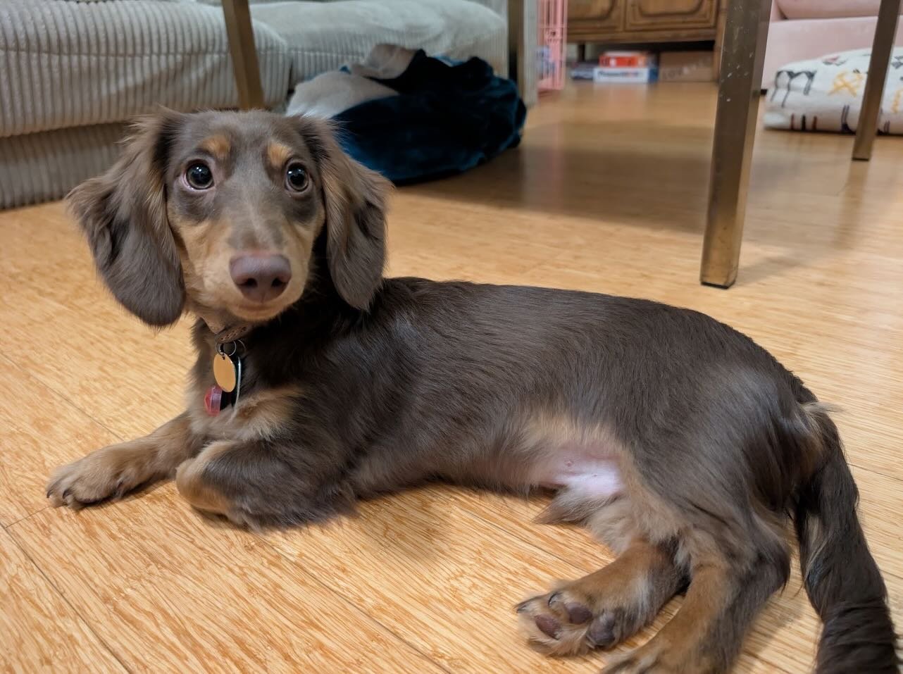 This week&rsquo;s dog of the week is Gregg! Gregg is a 1 year old long-haired dachshund who has been coming to Original Bark for almost his whole life! What Gregg lacks in height, he makes up for in personality. Full of goofy antics and endless charm